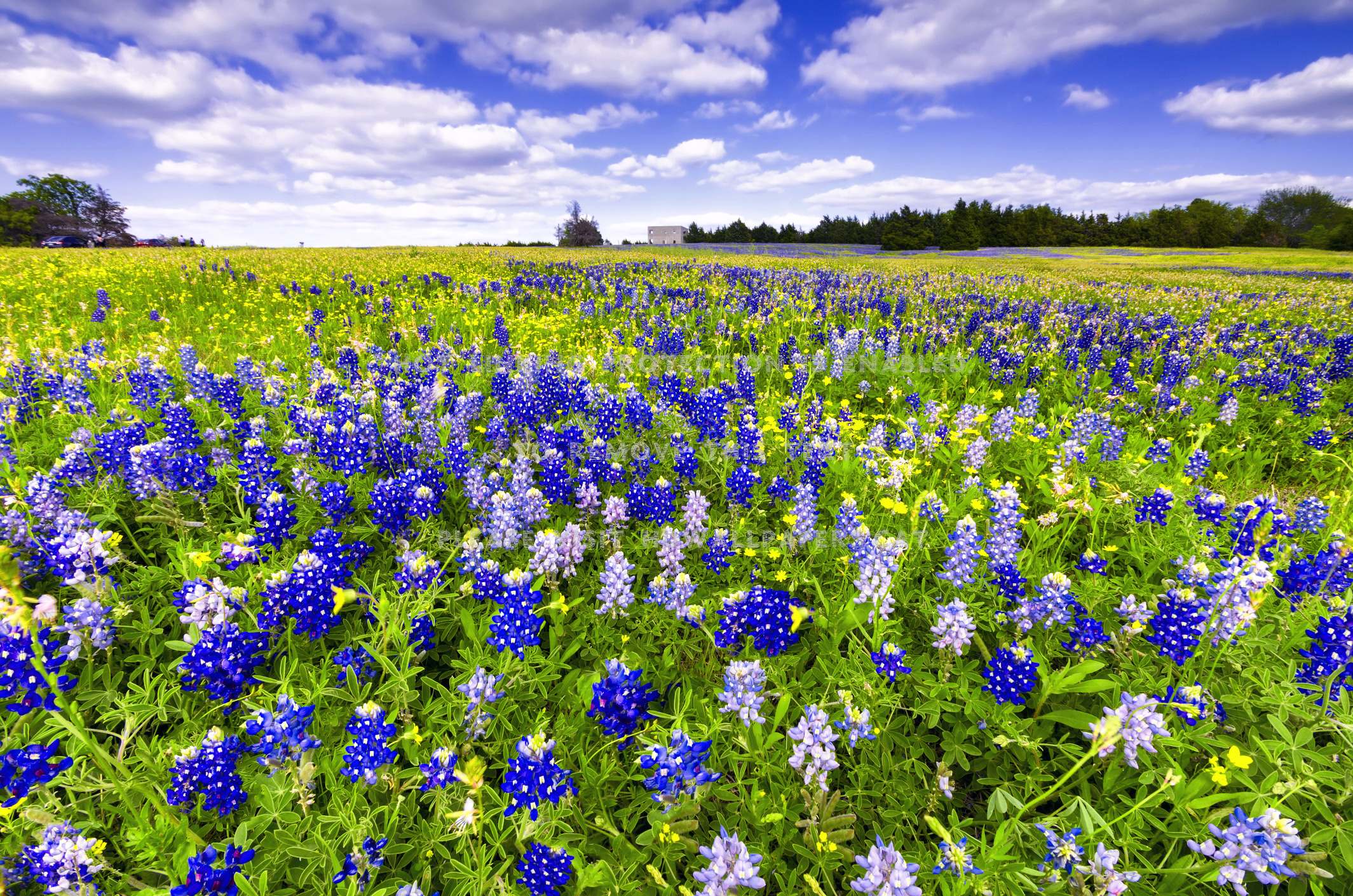 Bluebonnet, Texas, Festival nature, Lovely scenery, 2130x1410 HD Desktop