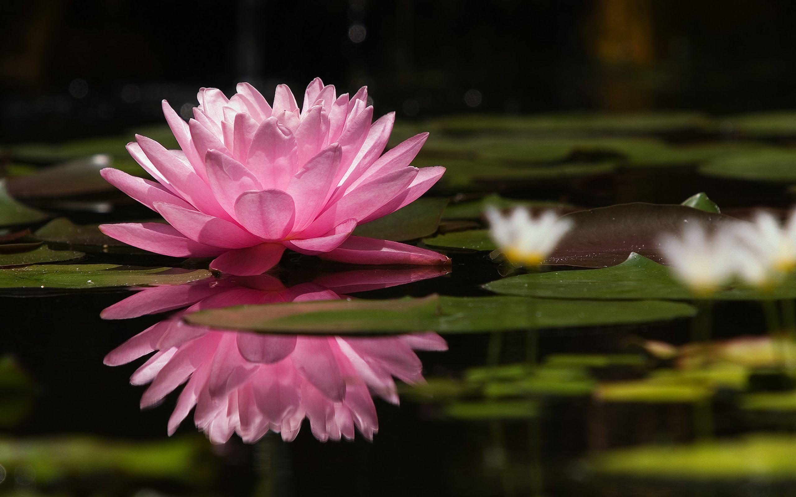 Water Lily, Desktop wallpaper, Monet-inspired, Peaceful scene, 2560x1600 HD Desktop