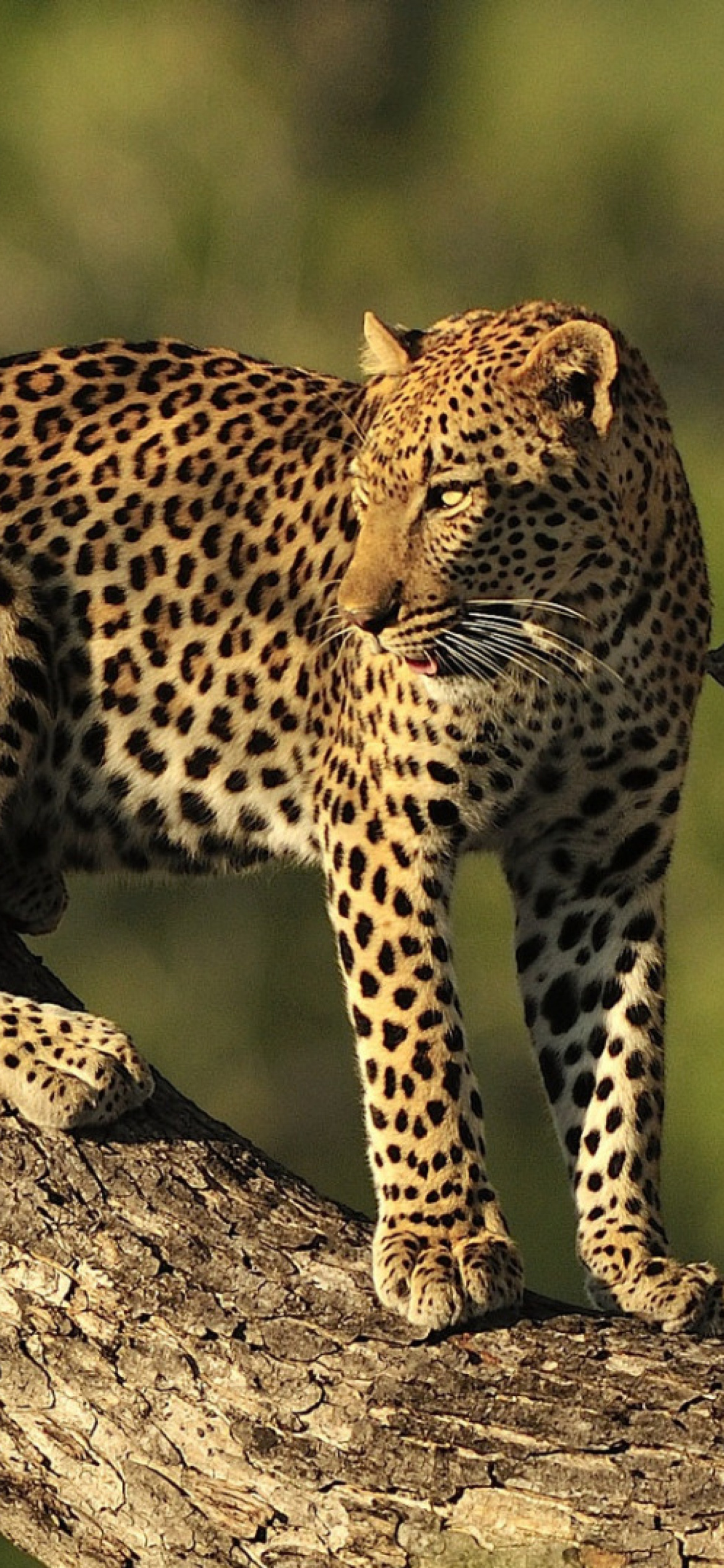 Leopard wallpaper, iPhone 12 Pro, Kruger National Park, Majestic wildlife, 1170x2540 HD Phone