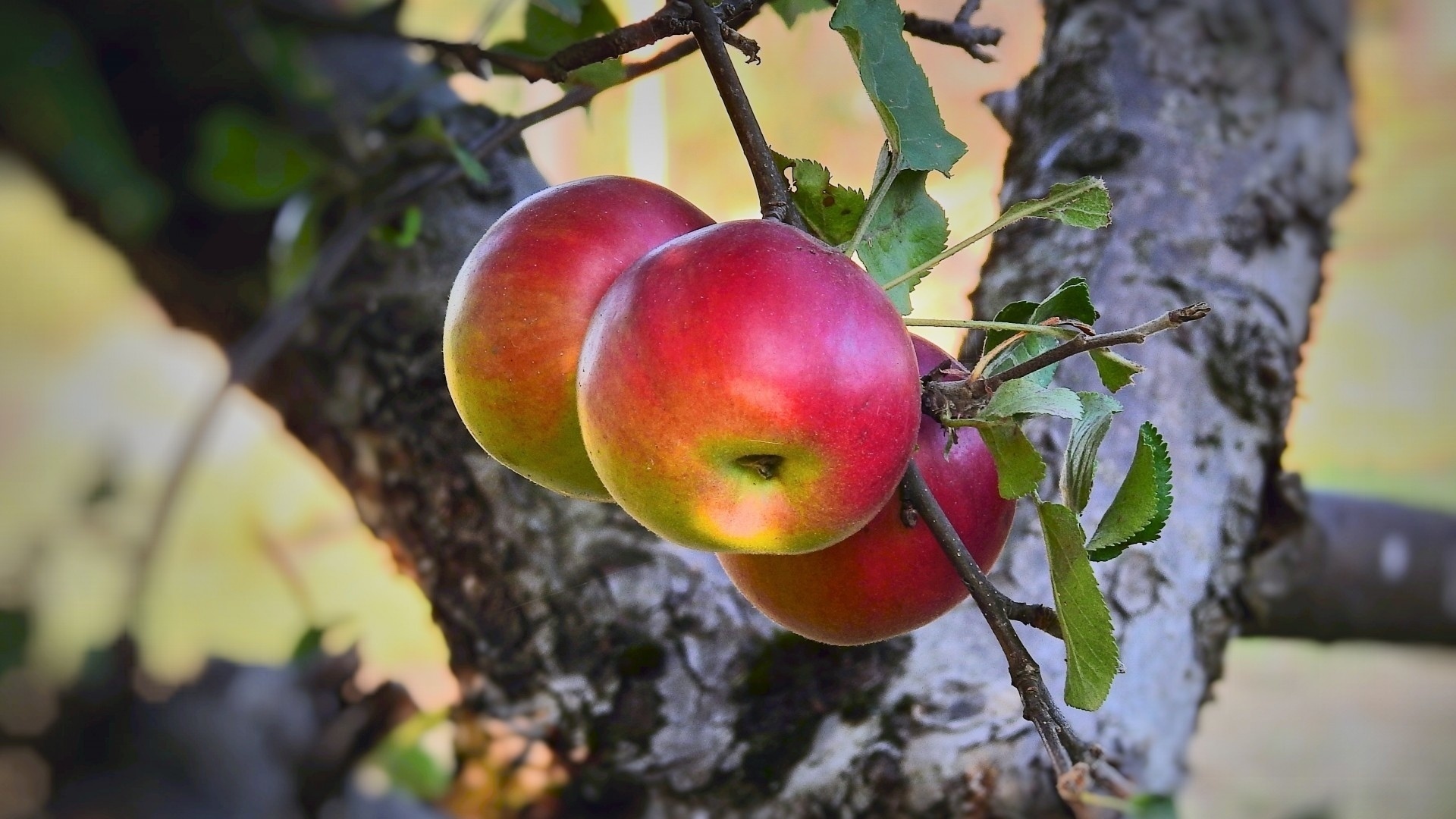 Apple tree wallpapers, Tranquil scenery, Fruits dangling, Nature's bliss, 1920x1080 Full HD Desktop