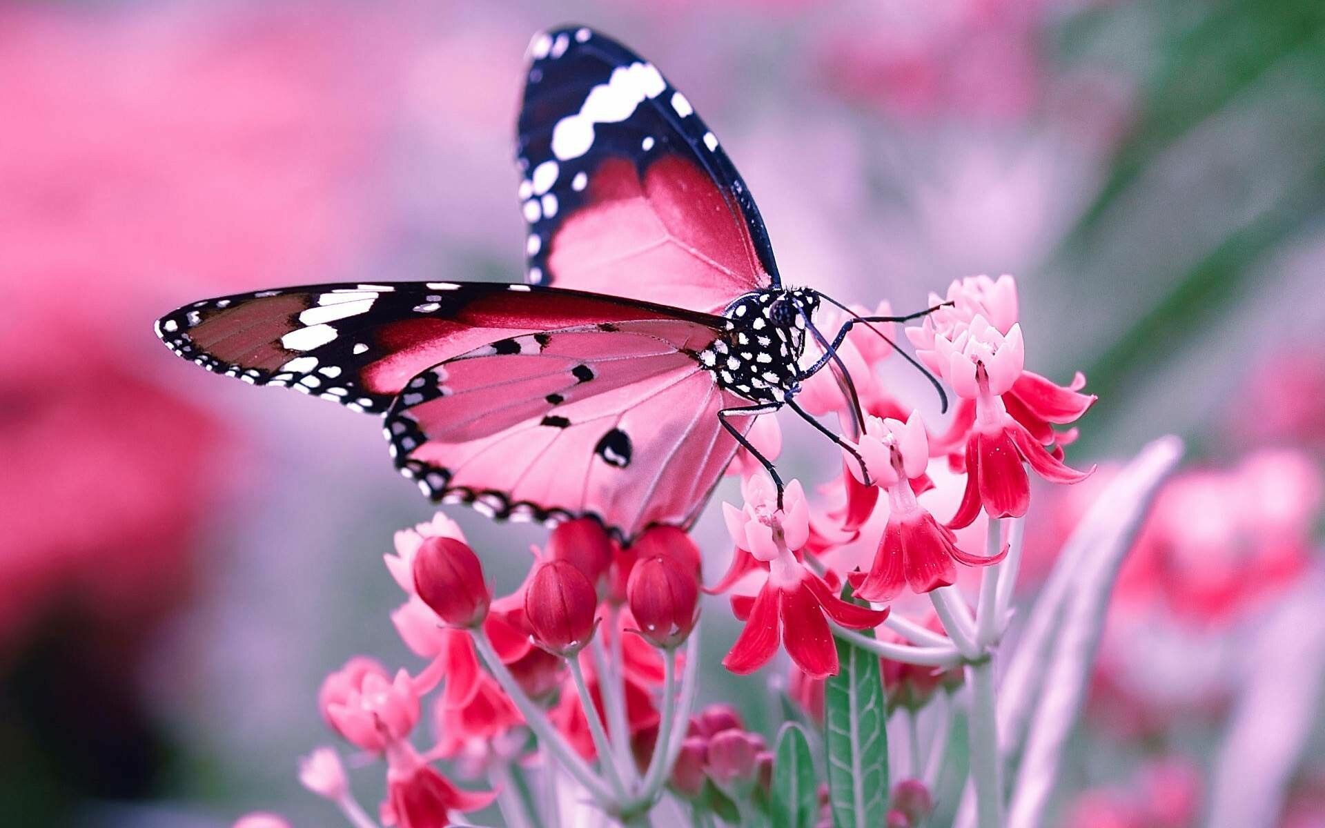 Butterfly: Butterflies feed primarily on nectar from flowers. 1920x1200 HD Wallpaper.