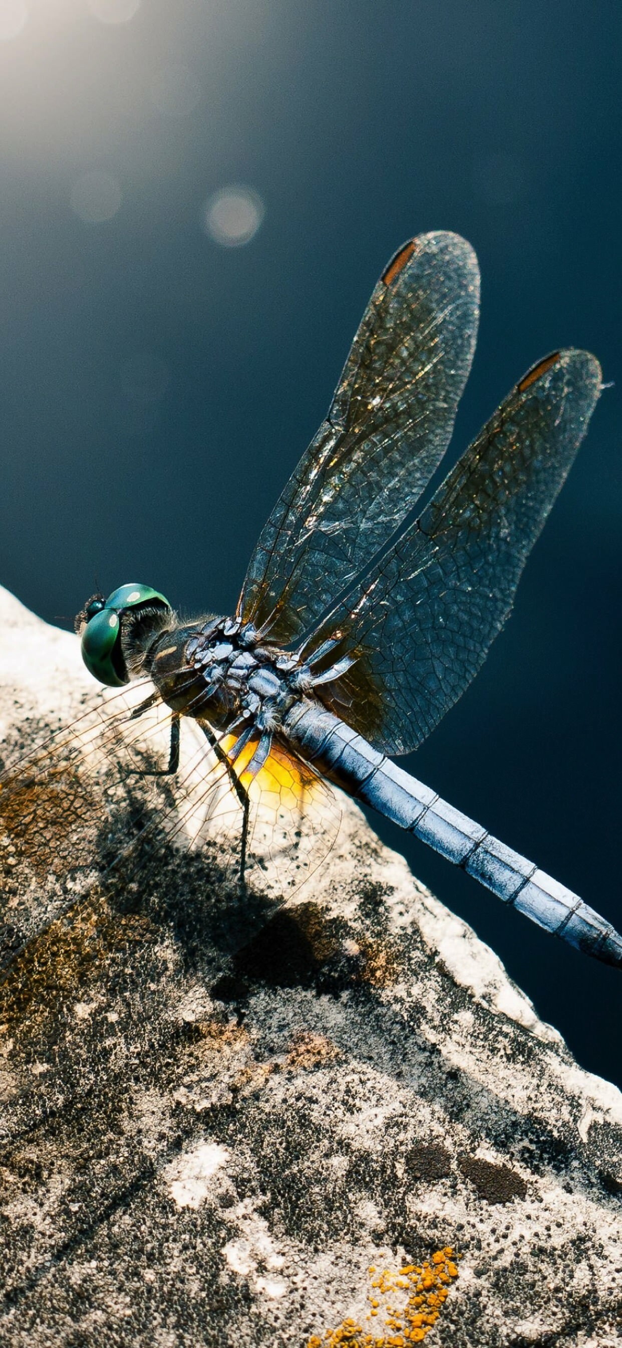 Dragonfly: The blue-eyed darner Rhionaeschna multicolor lives all across North America, and in Central America. 1250x2690 HD Background.