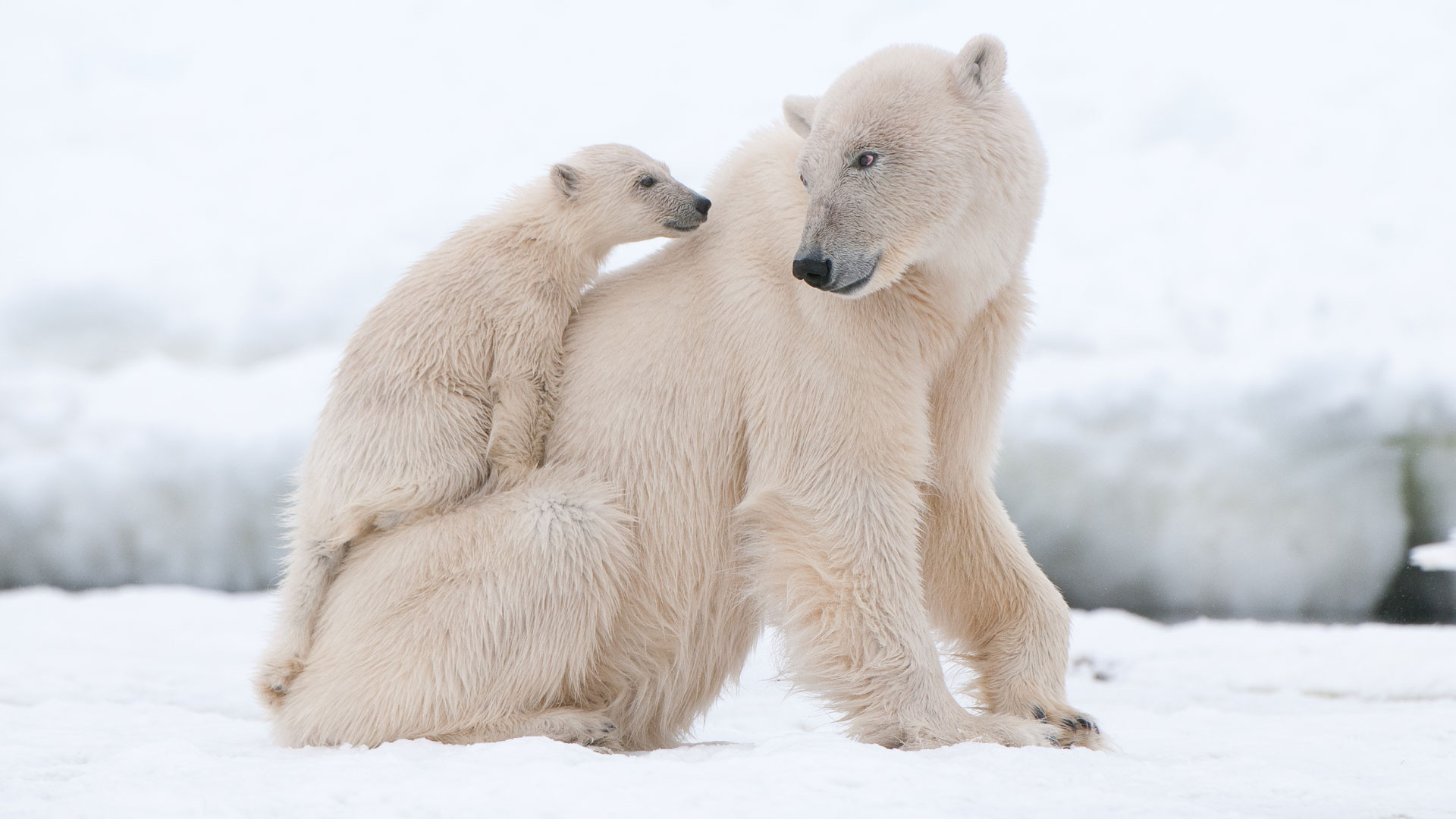 Baffin Island, Spring wildlife, Polar bears, Icebergs, 1920x1080 Full HD Desktop