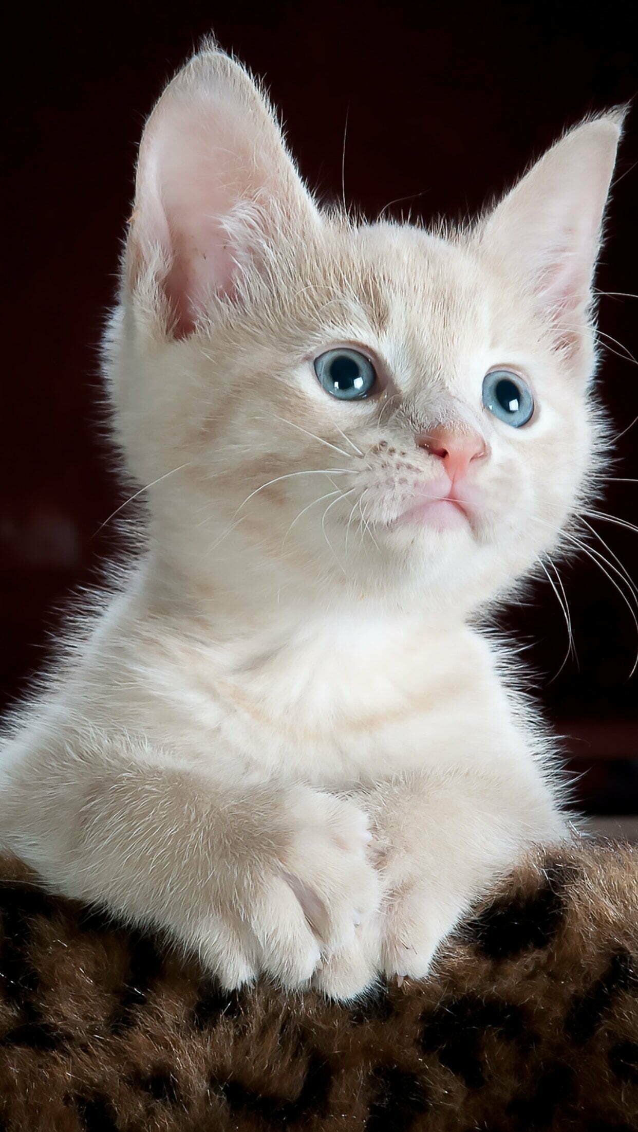 Kitten: Cat, Has excellent vision and hearing. 1250x2210 HD Background.