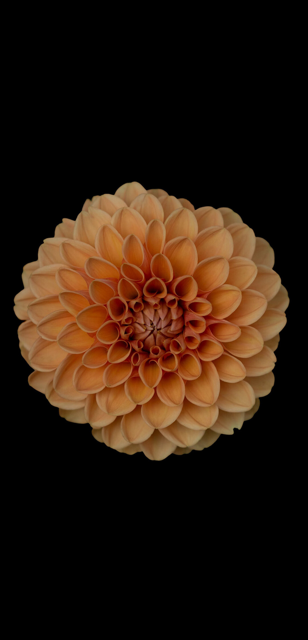 Chrysanthemum: Some have both disk and ray flowers in the heads, but others lack ray or disk flowers. 1080x2240 HD Wallpaper.