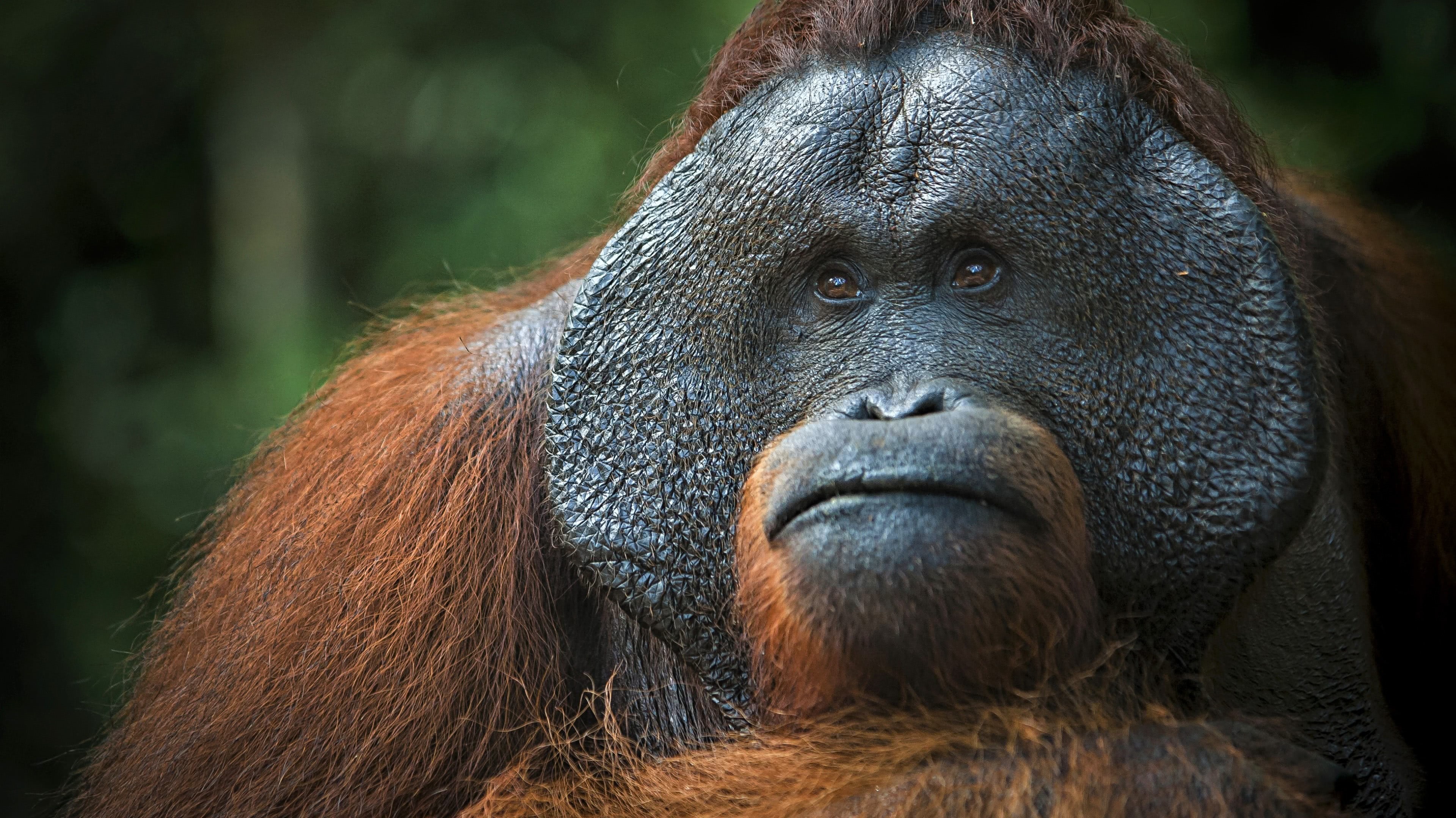 Orangutan, UHD 4K wallpaper, Monkey, 3840x2160 4K Desktop