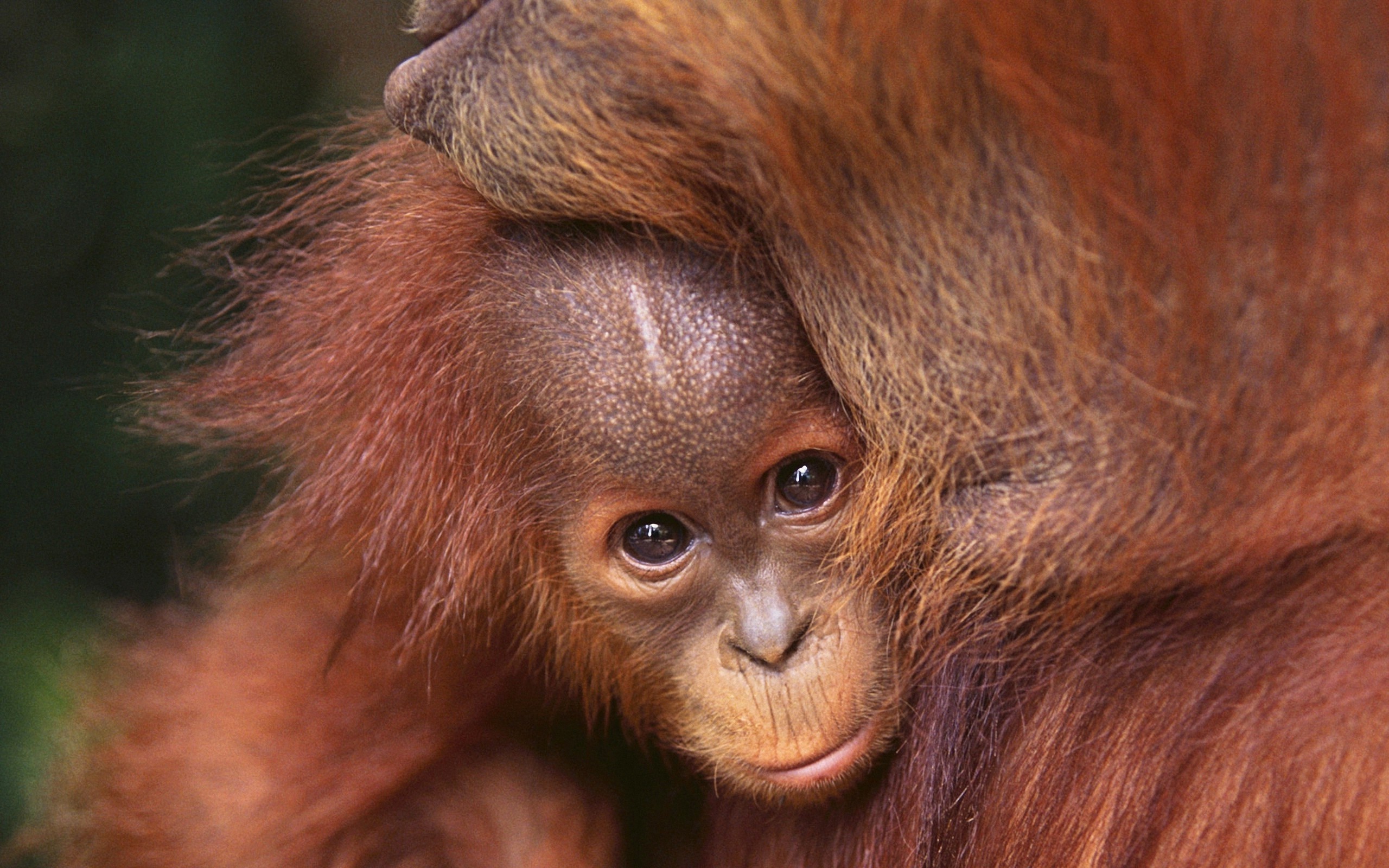 Orangutan, Mammal wonders, HD backgrounds, Desktop wallpaper, 2560x1600 HD Desktop