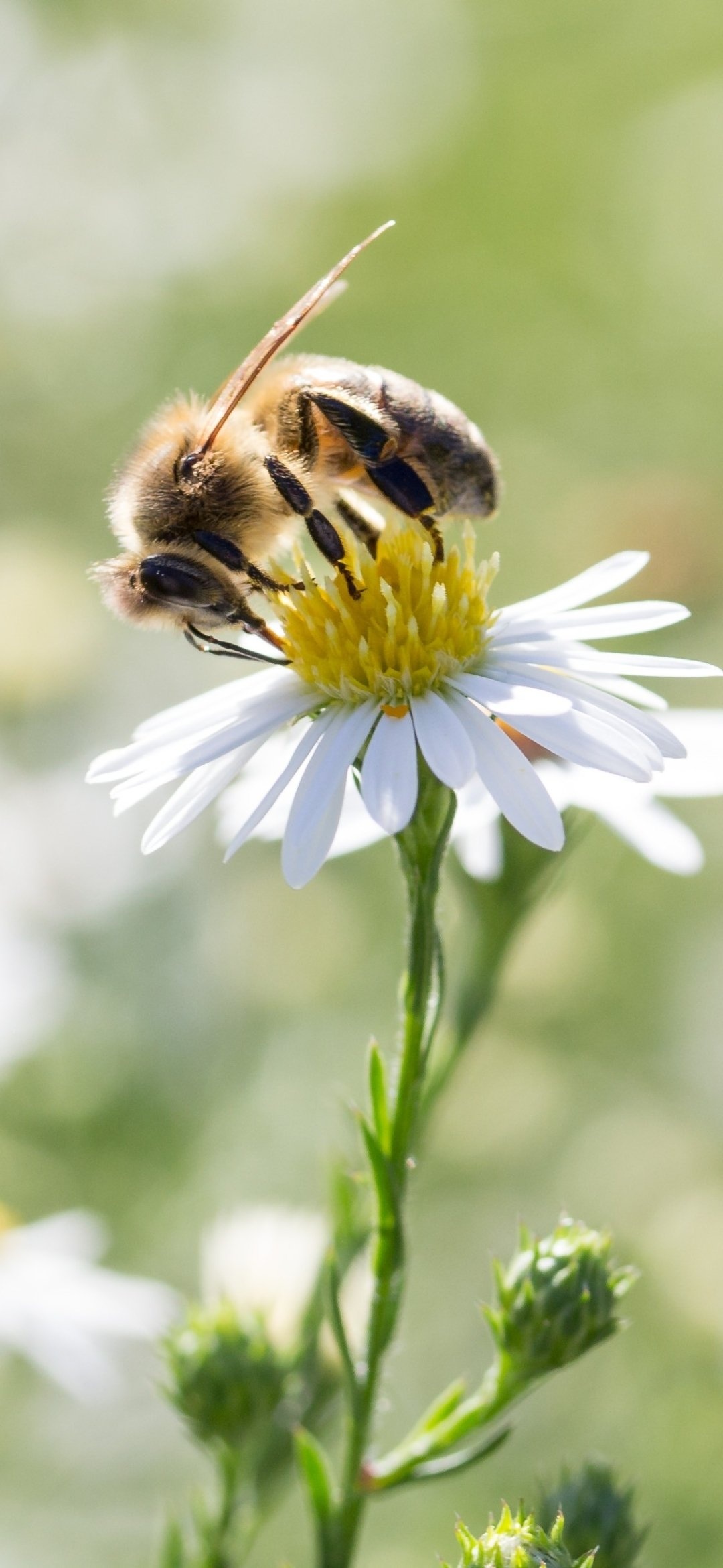 Bee: Western honeybee, Non-reproductive females, Workers. 1080x2340 HD Wallpaper.