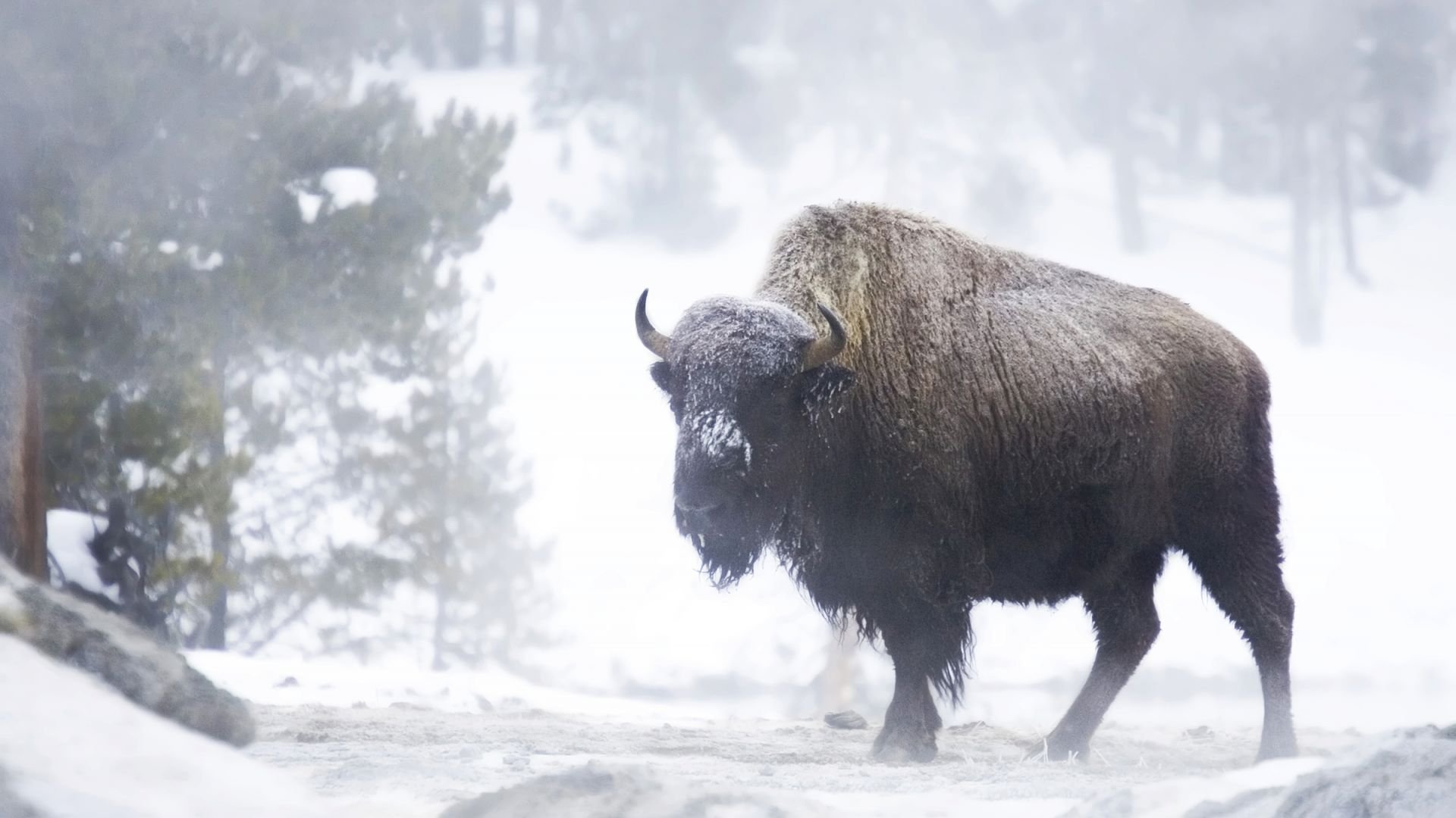 Bison in winter, Winter-themed buffalo wallpaper, Mesmerizing bison image, Snow-covered buffalo, 1920x1080 Full HD Desktop