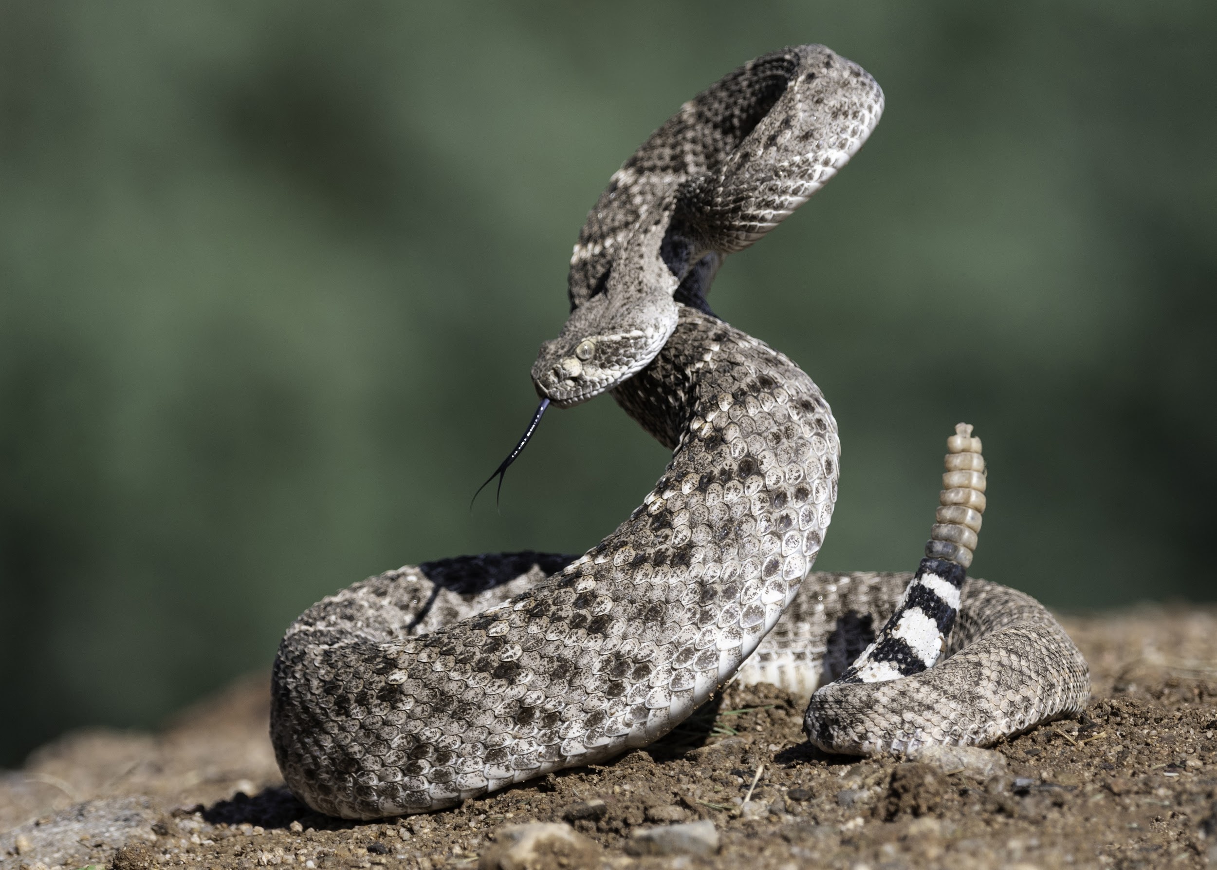 Rattlesnake facts, Animal behavior, Wildlife capture, Wildlife control, 2500x1790 HD Desktop
