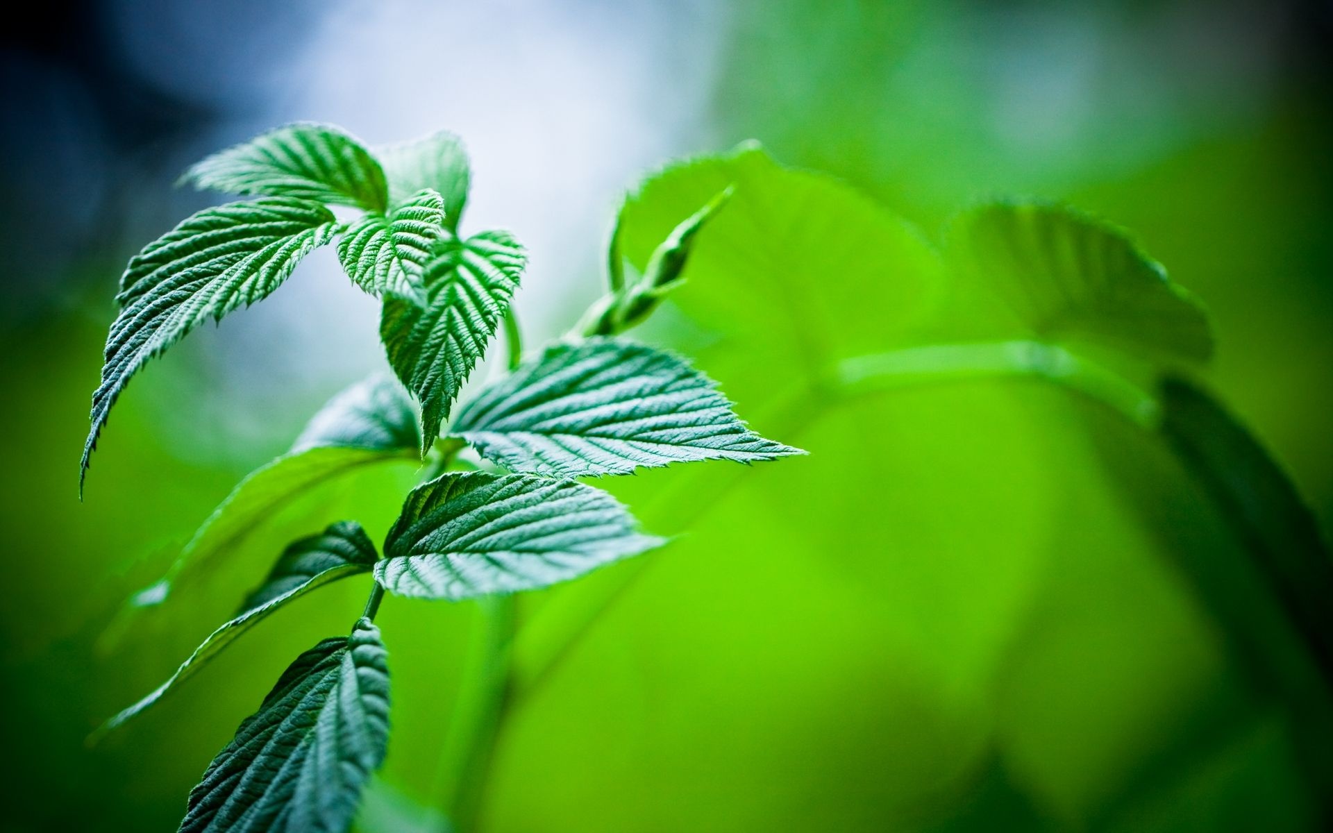 Fresh mint leaves, Refreshing aroma, Herbal tea ingredient, Culinary herb, 1920x1200 HD Desktop
