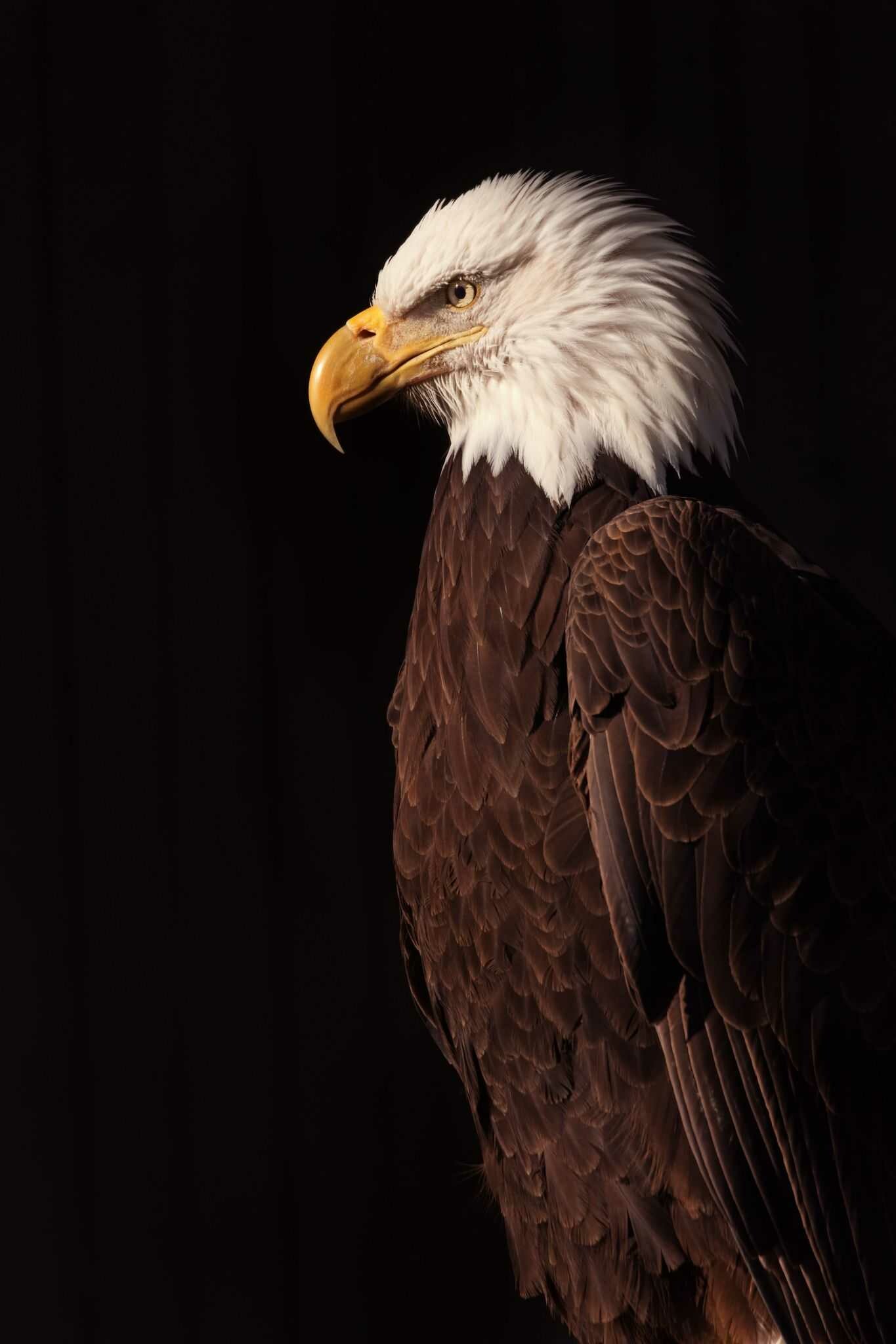 Eagle: There are some 60 species of eagles still living in the world today. 1370x2050 HD Background.