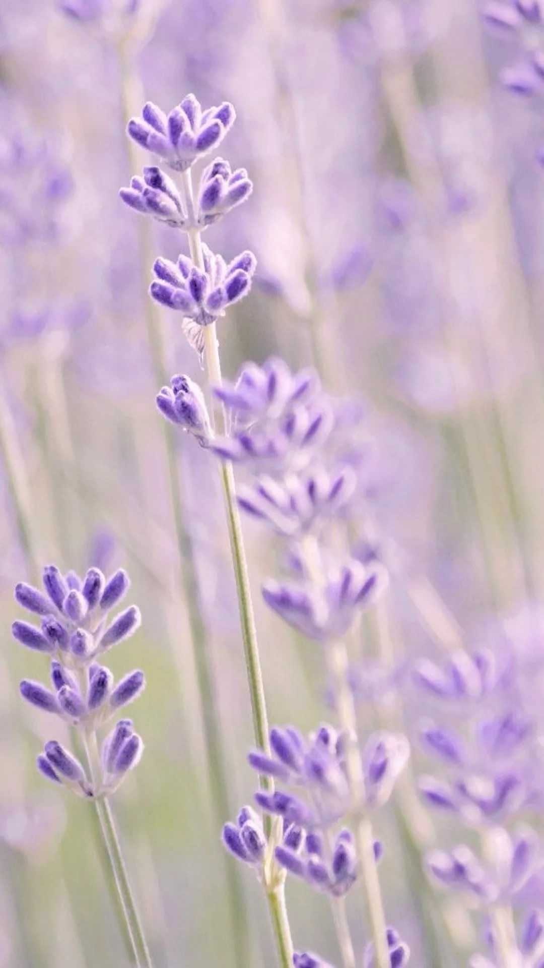 Lavender iPhone wallpaper, Free HD wallpapers, Floral fascination, Mobile beauty, 1080x1920 Full HD Phone