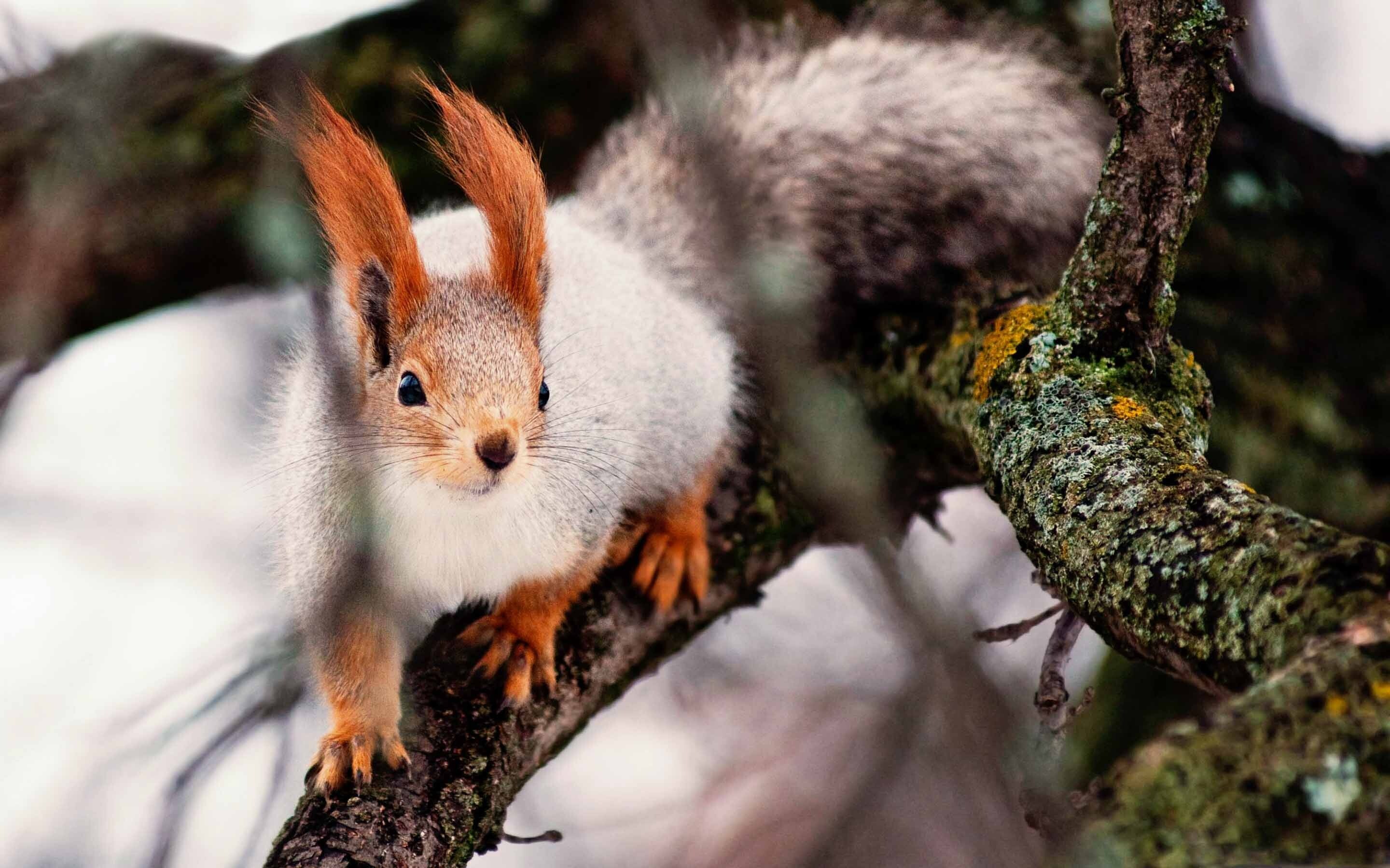 Squirrel: Sciurus anomalus, Found in temperate broadleaf and mixed forests in south-western Asia. 2880x1800 HD Wallpaper.