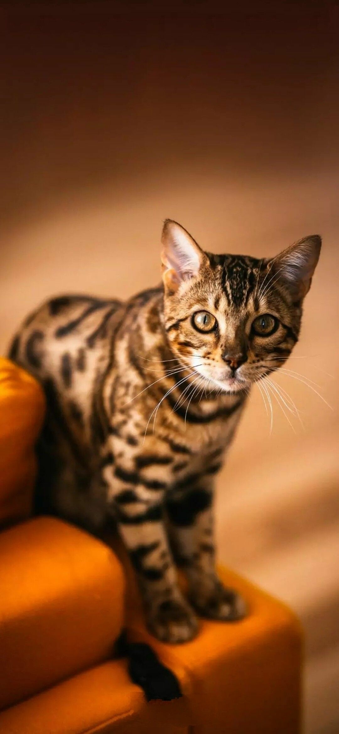 Bengal Cat: Athletic and agile, Bengals love to climb and will gravitate toward the highest point in any room. 1080x2340 HD Background.