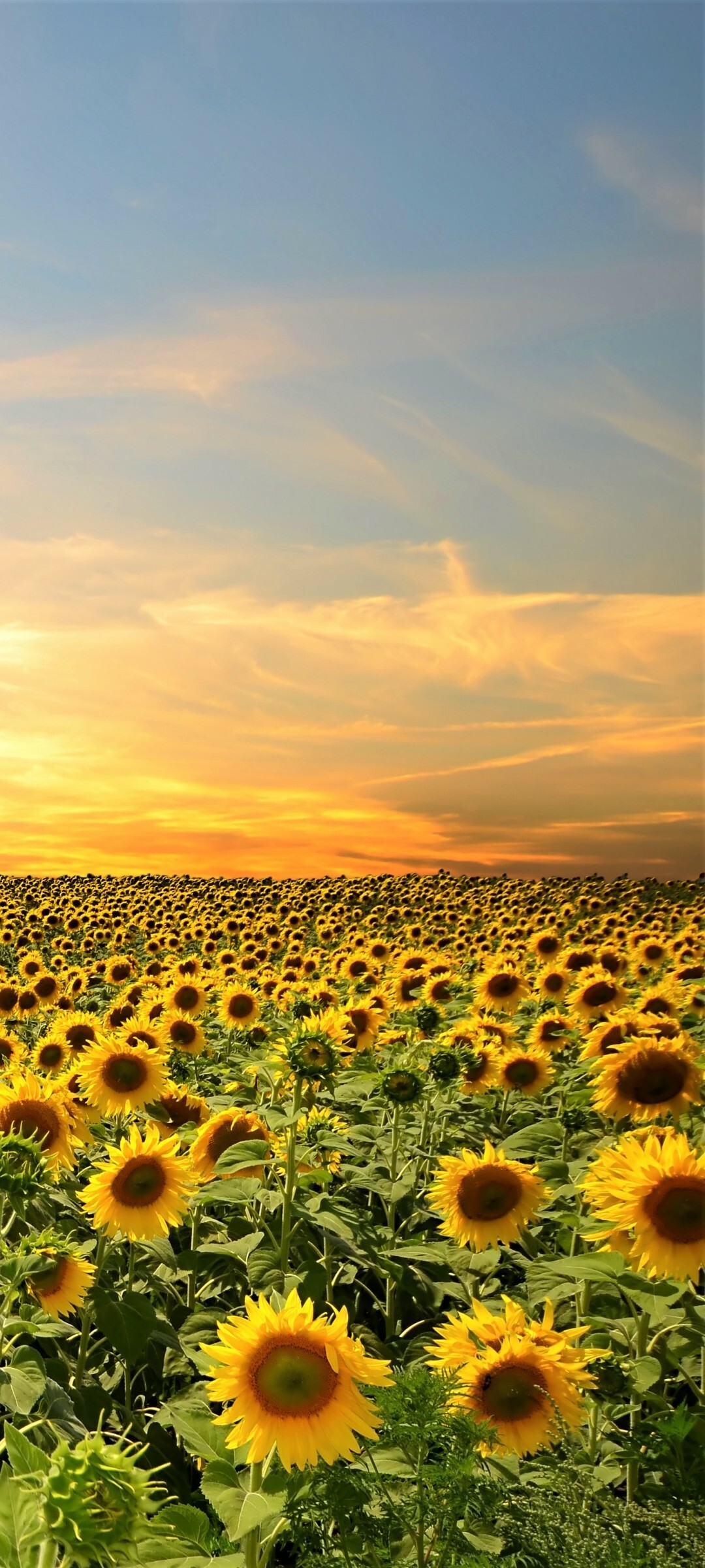 Sunflower: They then were introduced to the Russian Empire, where oilseed cultivators were located, and the flowers were developed and grown on an industrial scale. 1080x2400 HD Wallpaper.