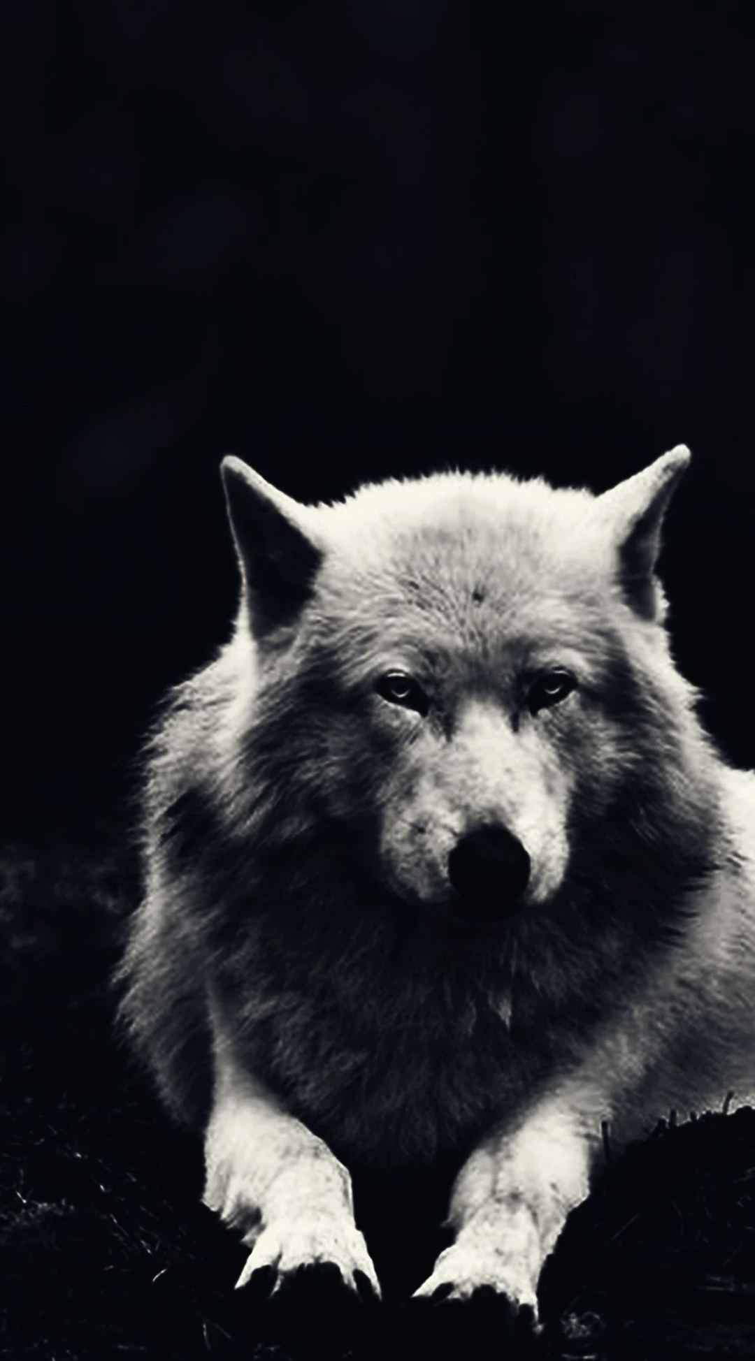 Arctic Wolf, Android Wolf wallpapers, Arctic beauty, Mobile serenity, 1080x1950 HD Phone