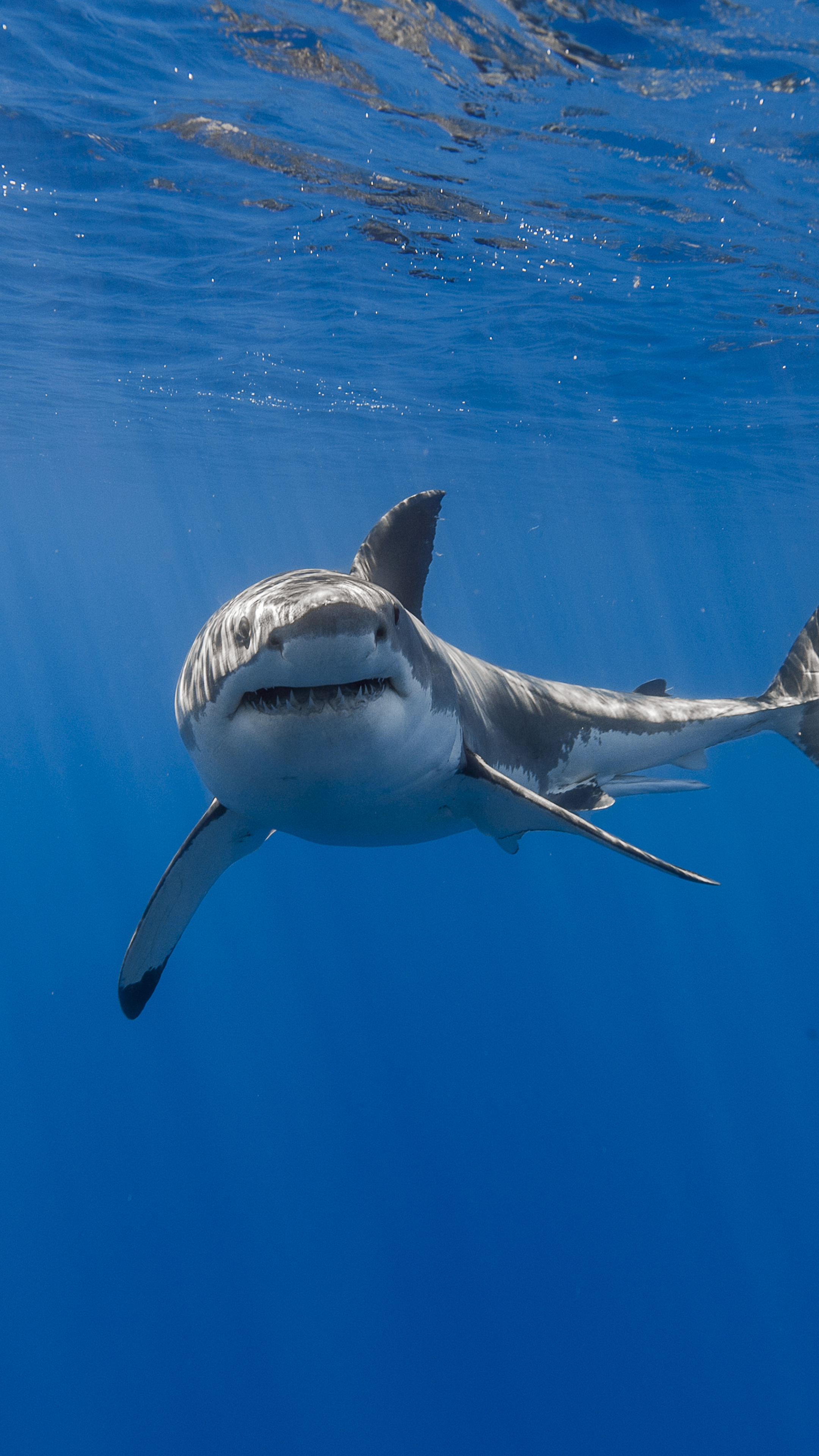 Shark wallpapers, Sony Xperia, High-definition images, Aquatic beauty, 2160x3840 4K Handy