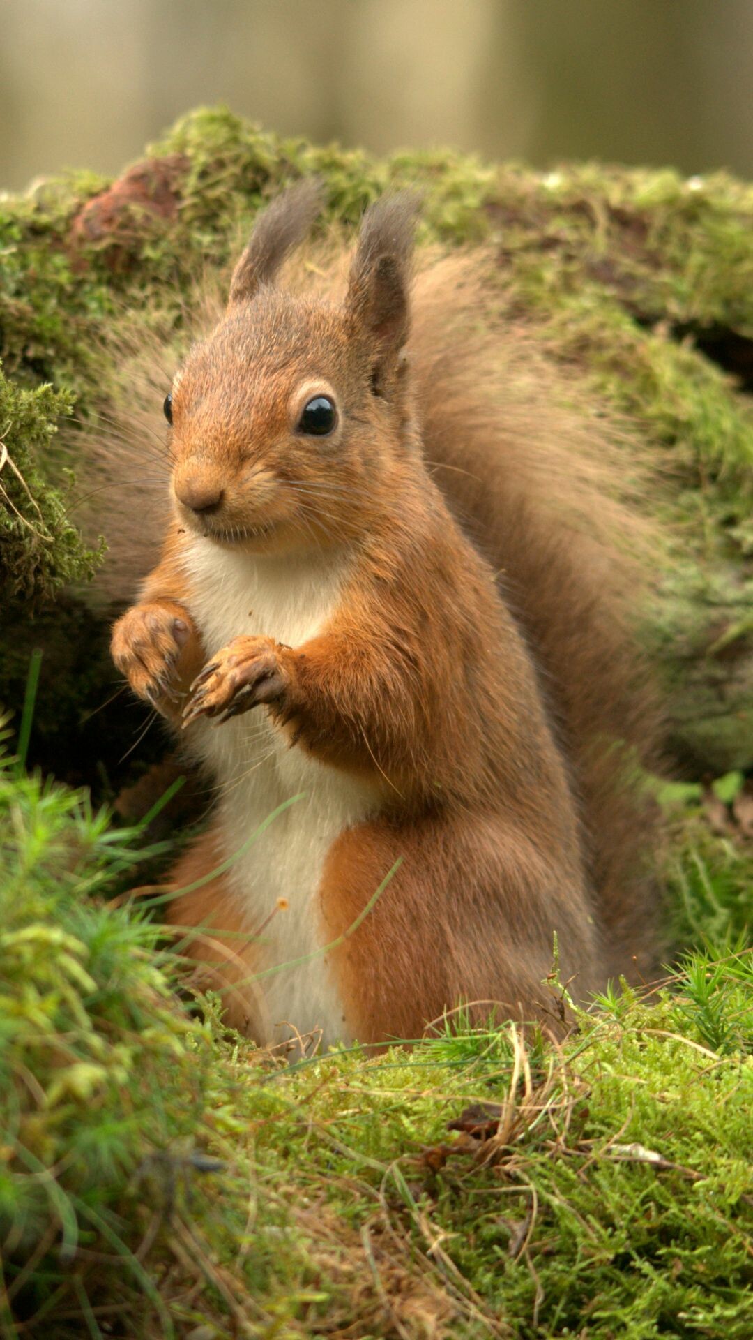Squirrel: Sciurus vulgaris, Eats mostly the seeds of trees. 1080x1920 Full HD Background.