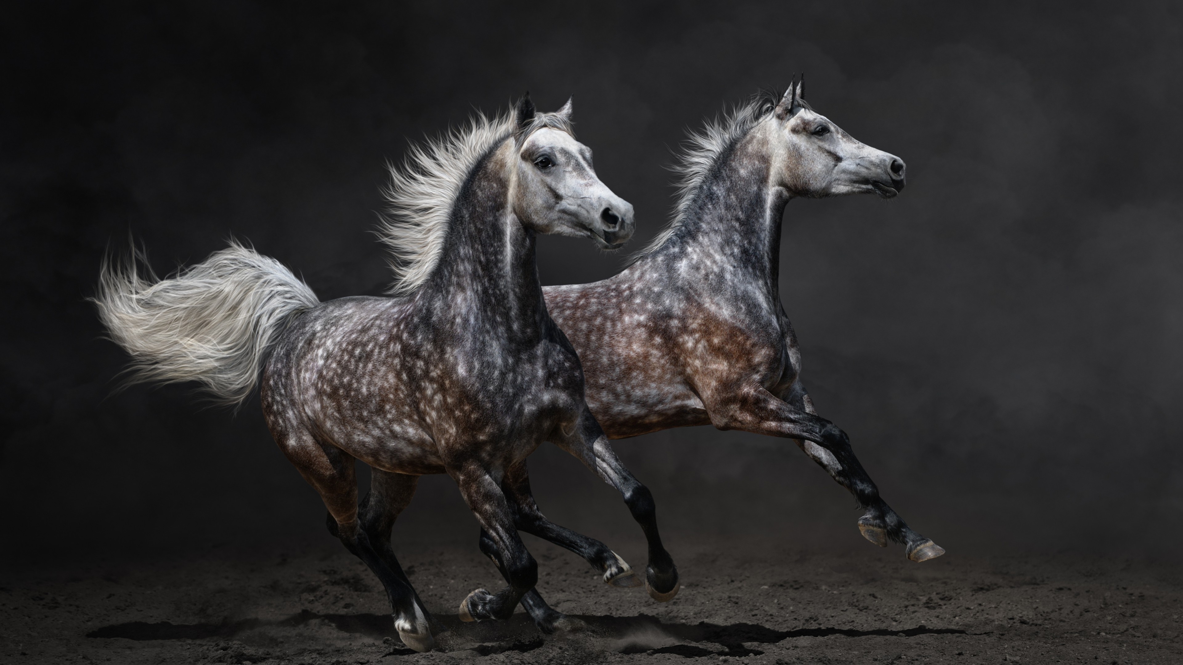 Horse: A gray coat color characterized by progressive depigmentation of the colored hairs of the coat. 3840x2160 4K Background.