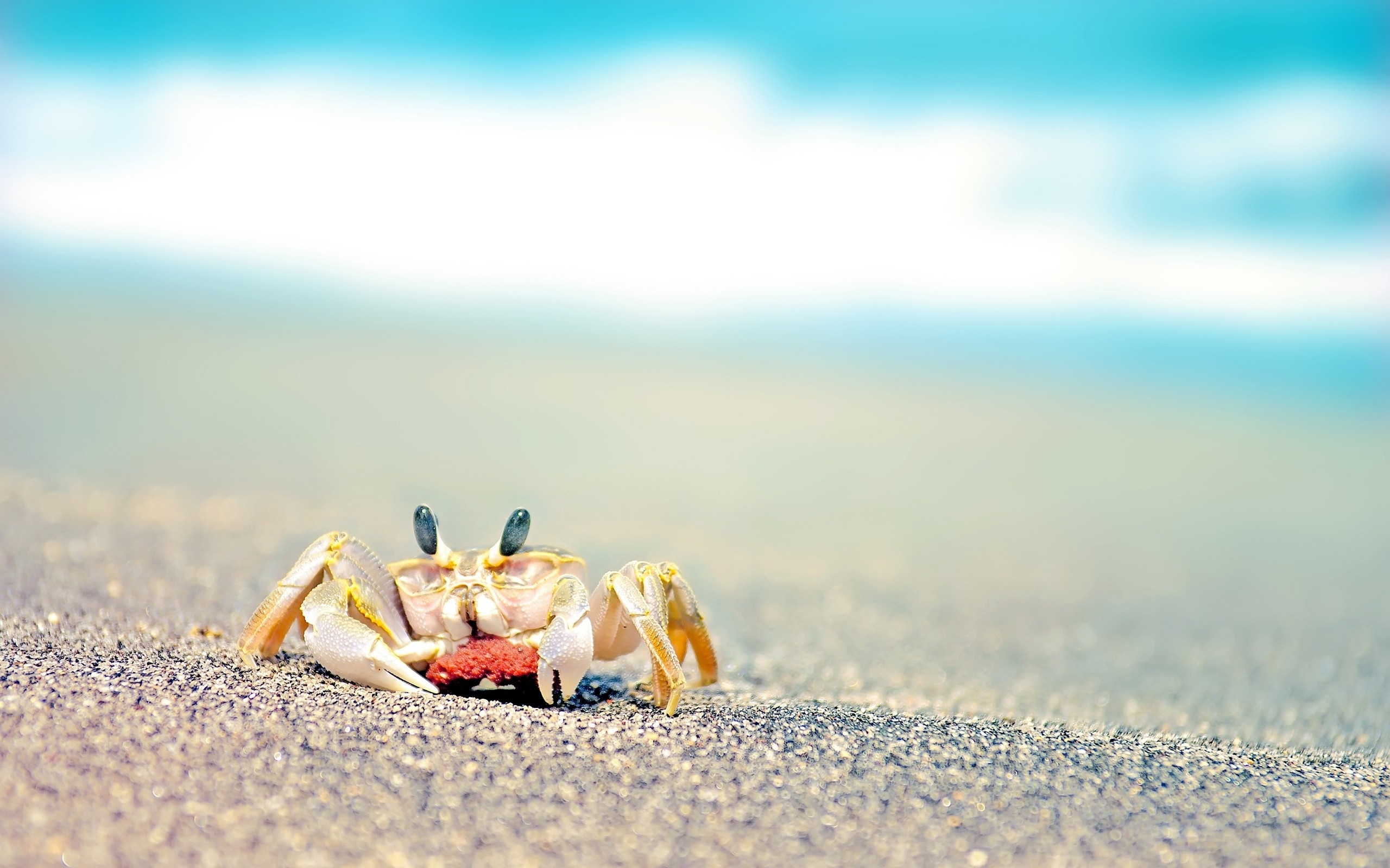 Crab: Sand, Can walk and swim sideways. 2560x1600 HD Wallpaper.