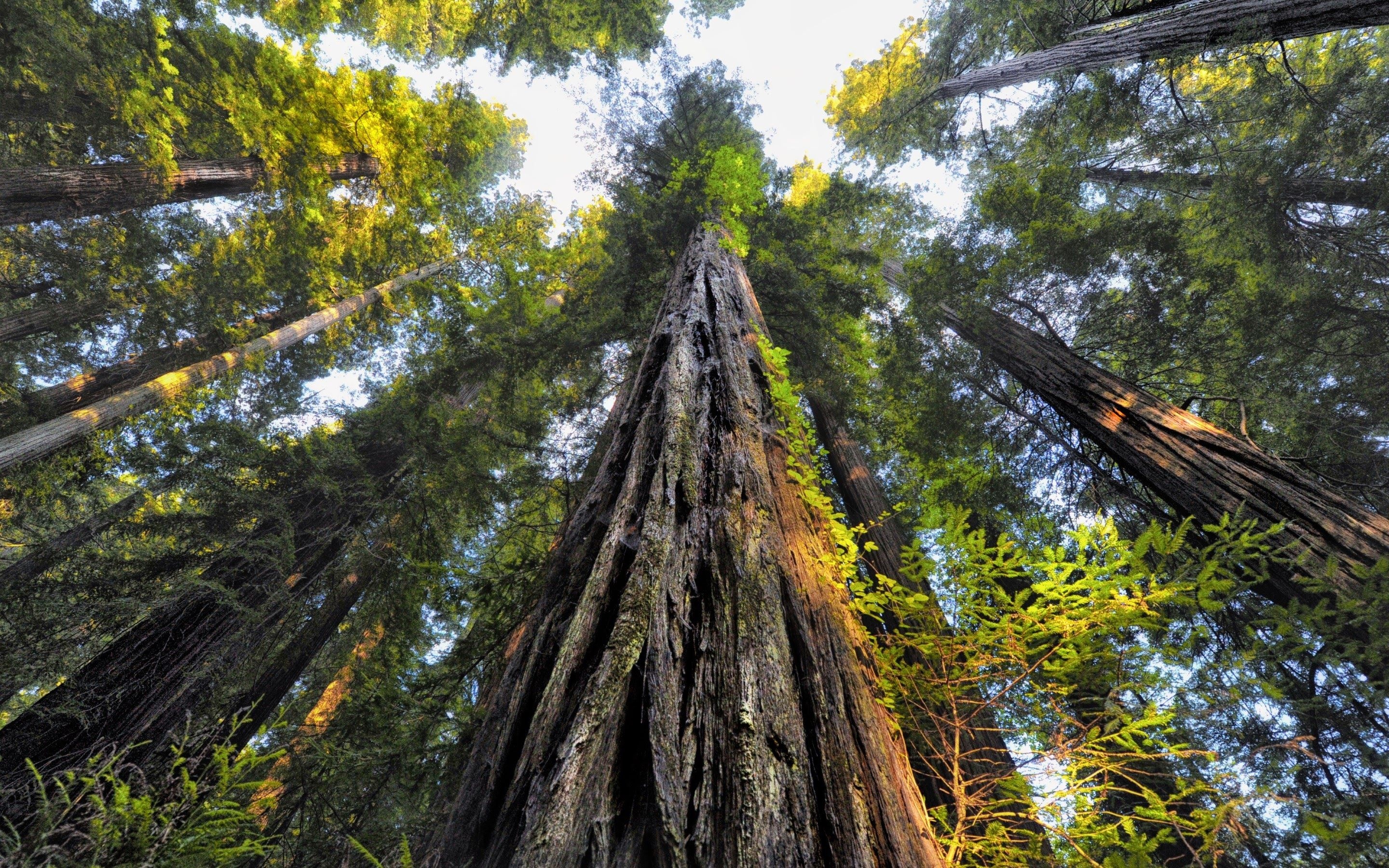 Sequoia majesty, Forest splendor, Tree canopy, Tranquil environment, 2880x1800 HD Desktop