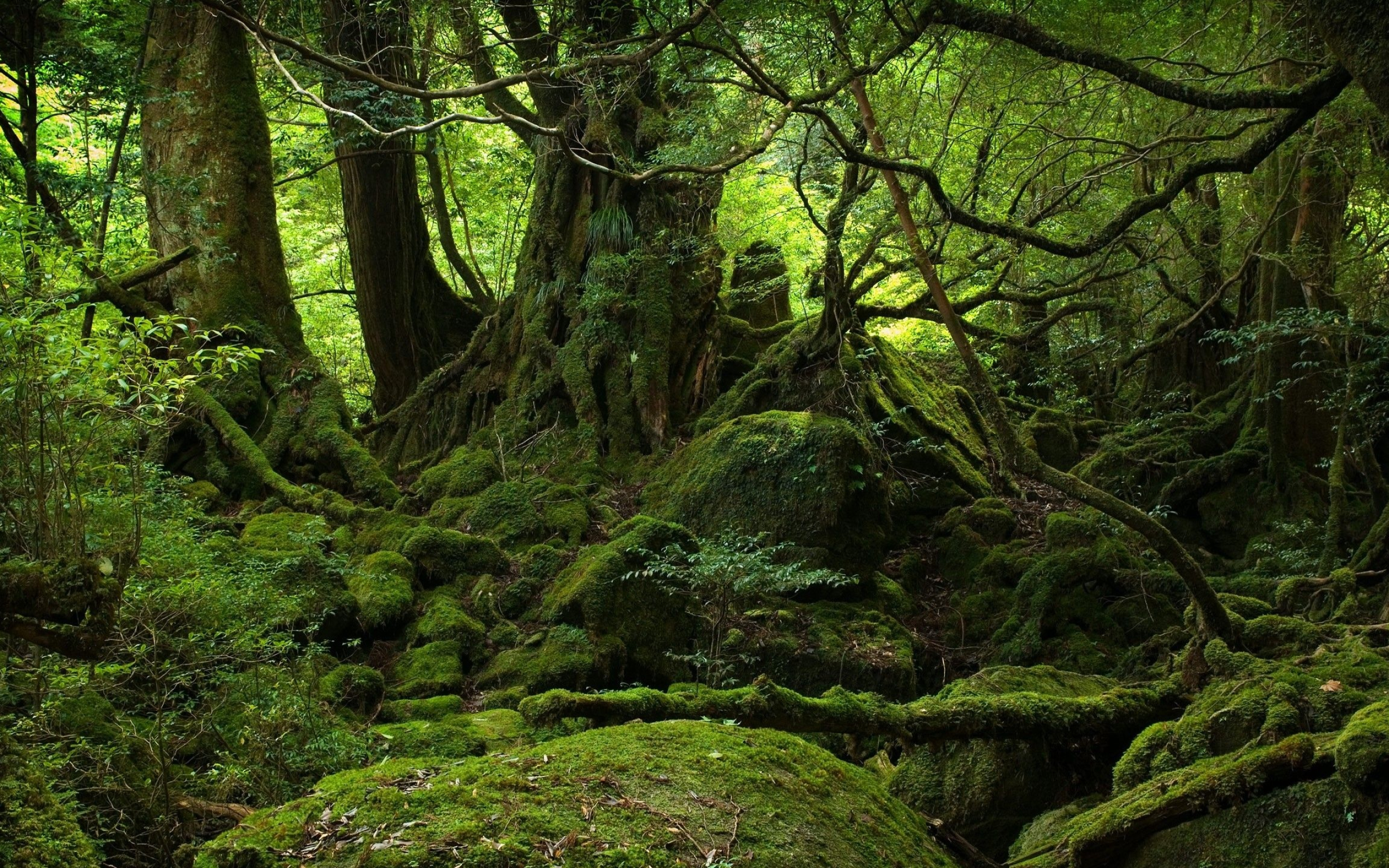 Fesselnde Regenwald-Landschaft als Hintergrundbild, 2560x1600 HD Desktop