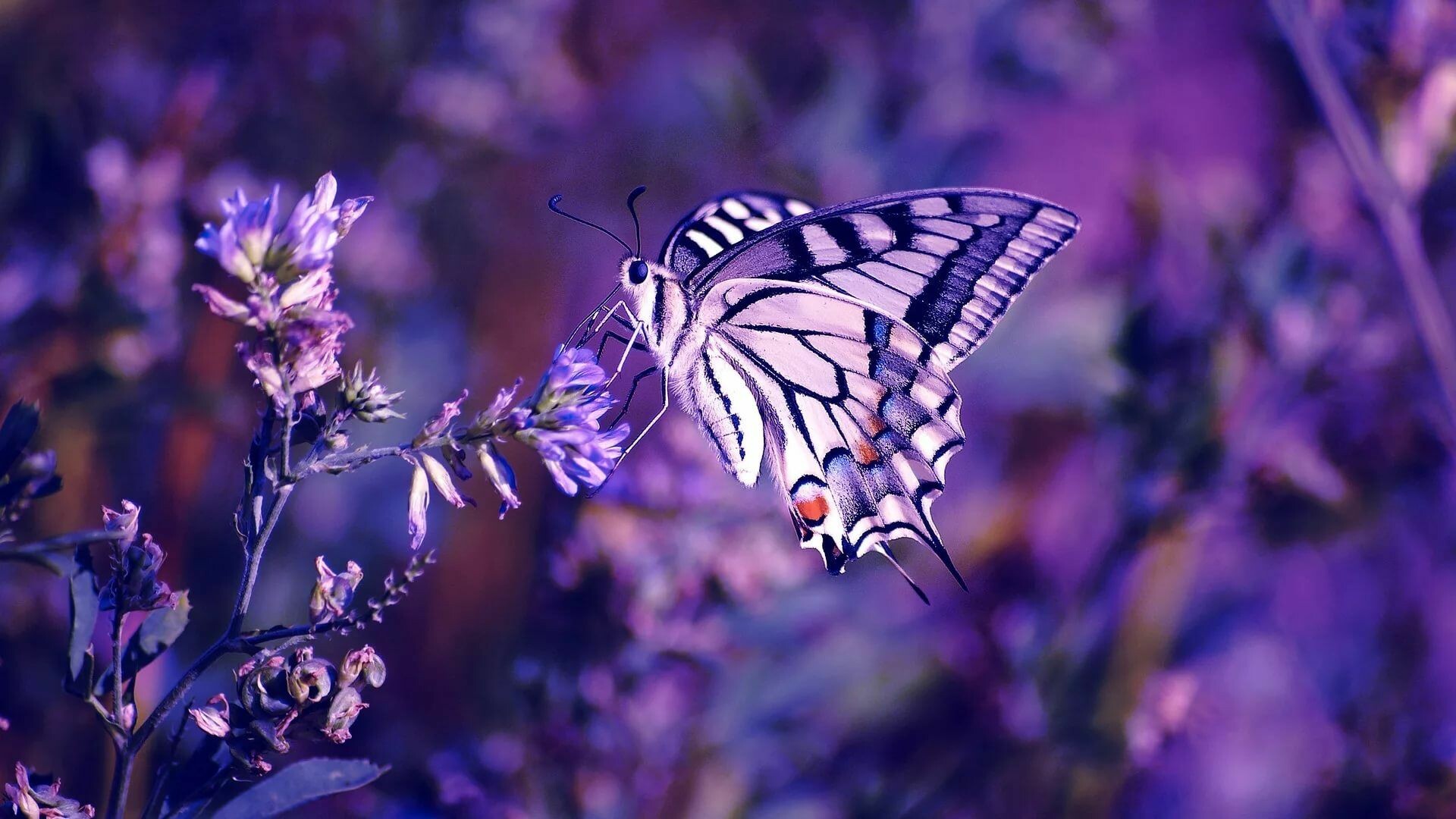 Butterfly: Many butterflies use chemical signals, pheromones. 1920x1080 Full HD Wallpaper.