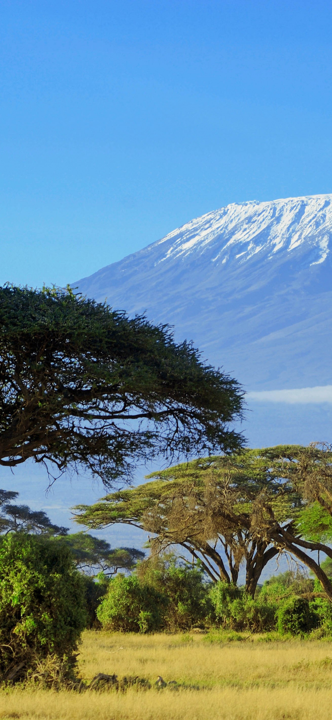 Kilimanjaro, Travels, Wallpaper download, HD quality, 1130x2440 HD Phone