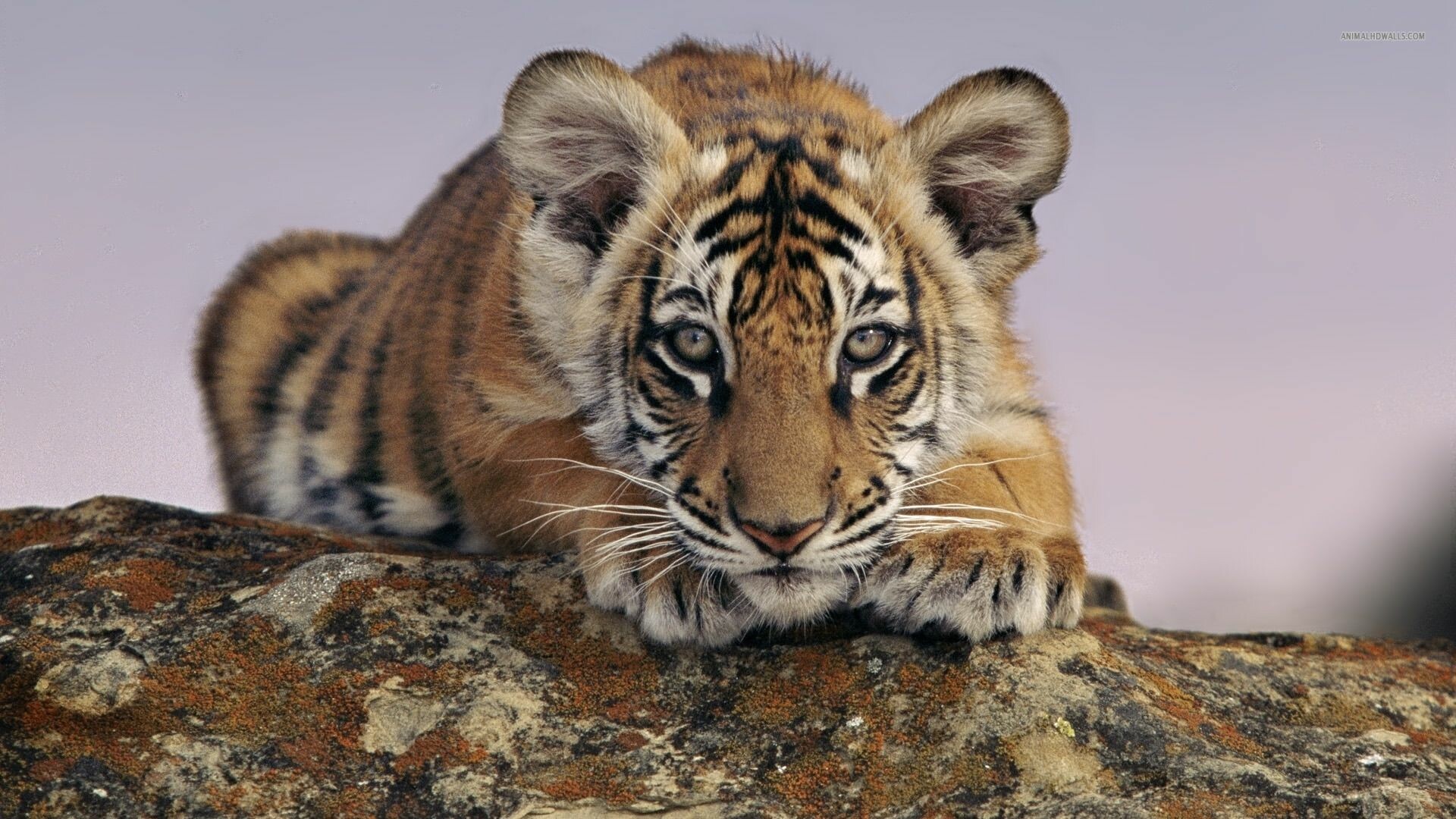 Tiger Cub: The average life span for species are up to 26 years in captivity. 1920x1080 Full HD Background.