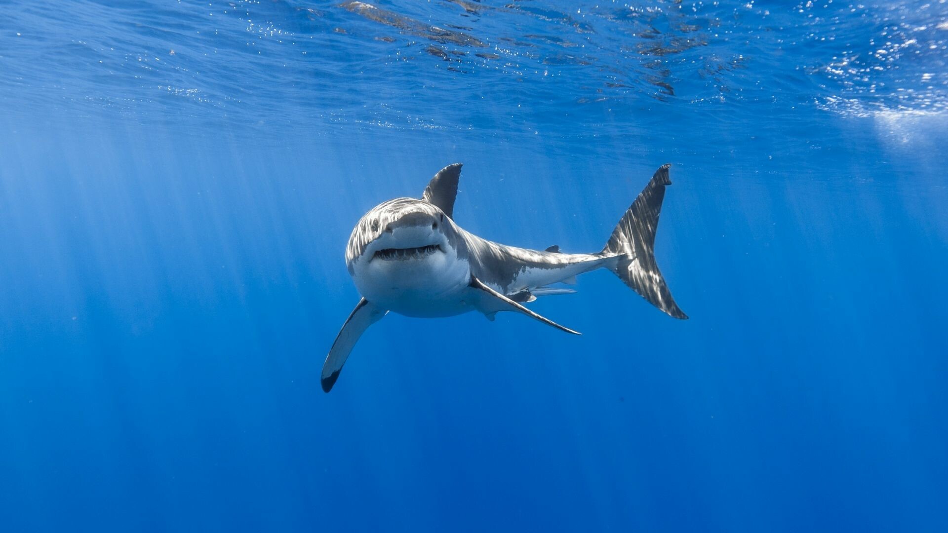 Shark: Great white, Fish, Underwater, Apex predator, Animals. 1920x1080 Full HD Background.