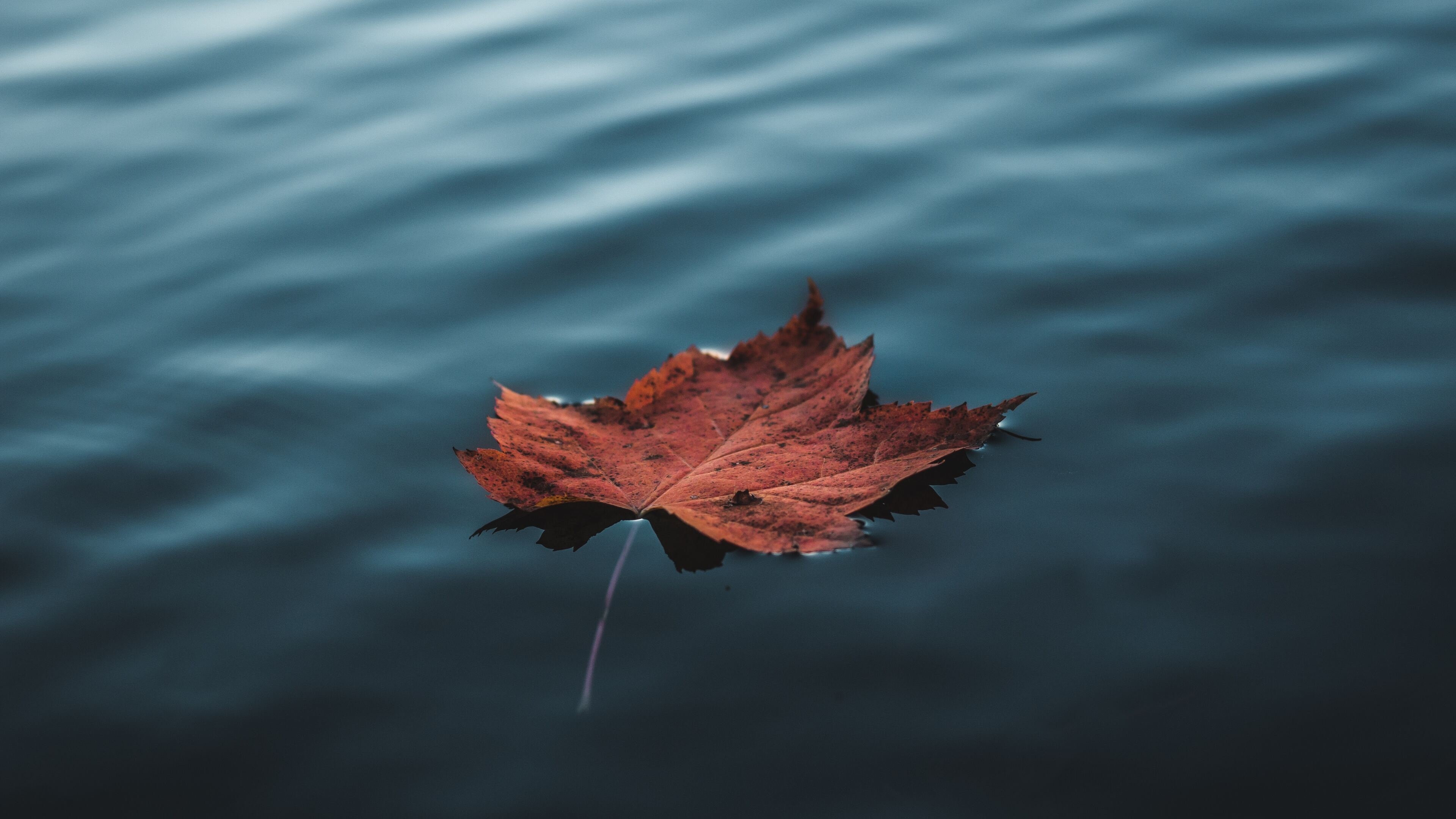 Orange autumn leaf, Floating on water, 4K HD wallpapers, Images and backgrounds, 3840x2160 4K Desktop