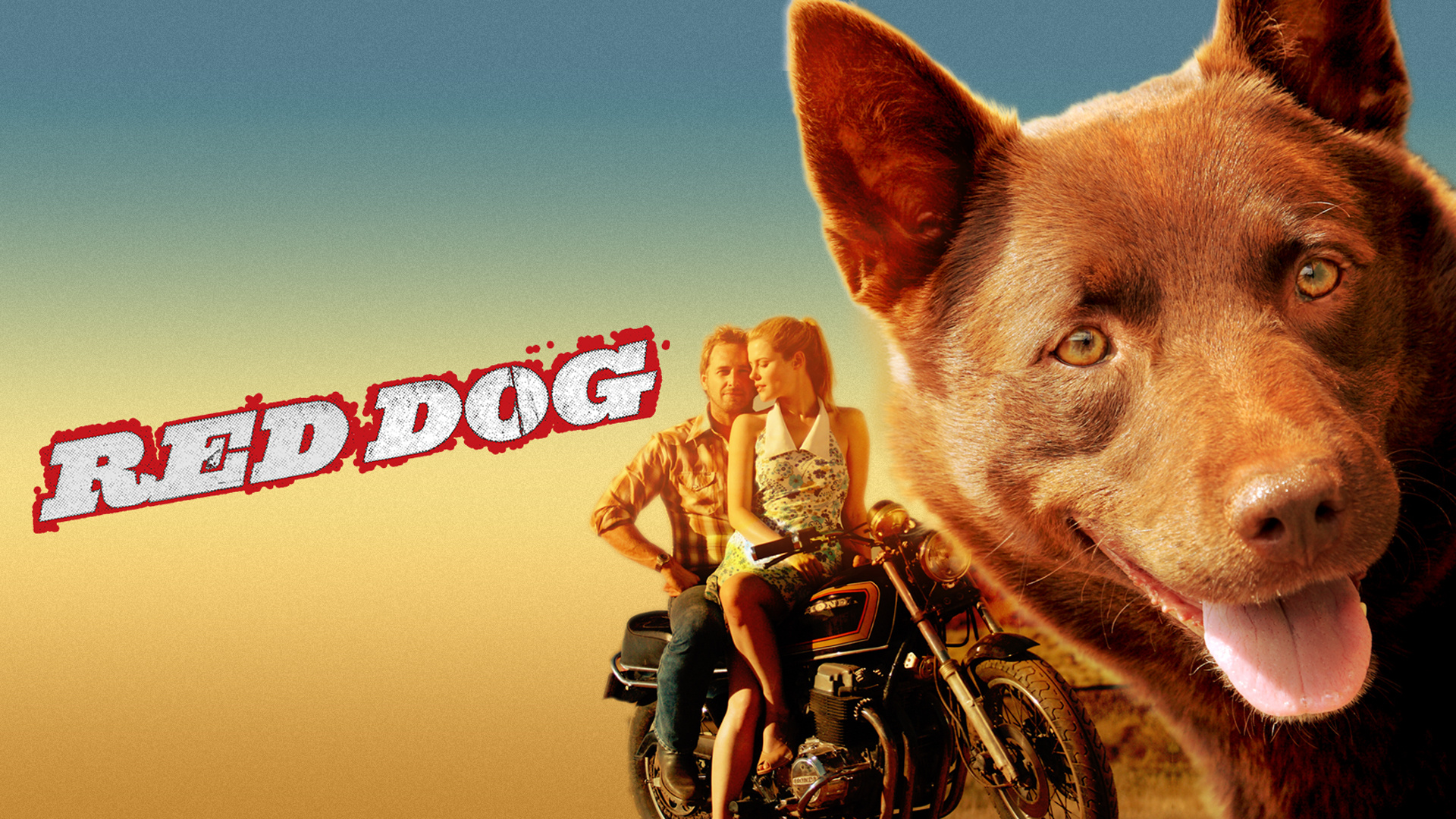 Red Dog movie, Loyal canine companion, Outback adventure, Heartwarming tale, 1920x1080 Full HD Desktop