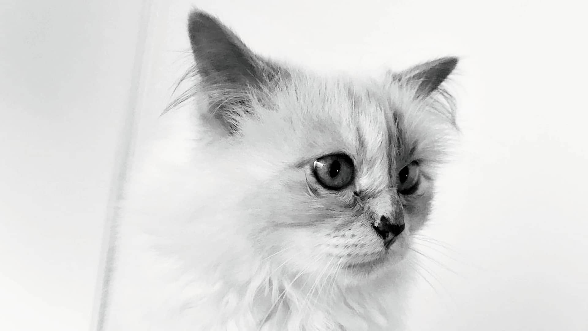 Choupette symbolizes trend, Karl Lagerfeld's cat, Blind Magazine, 1920x1080 Full HD Desktop