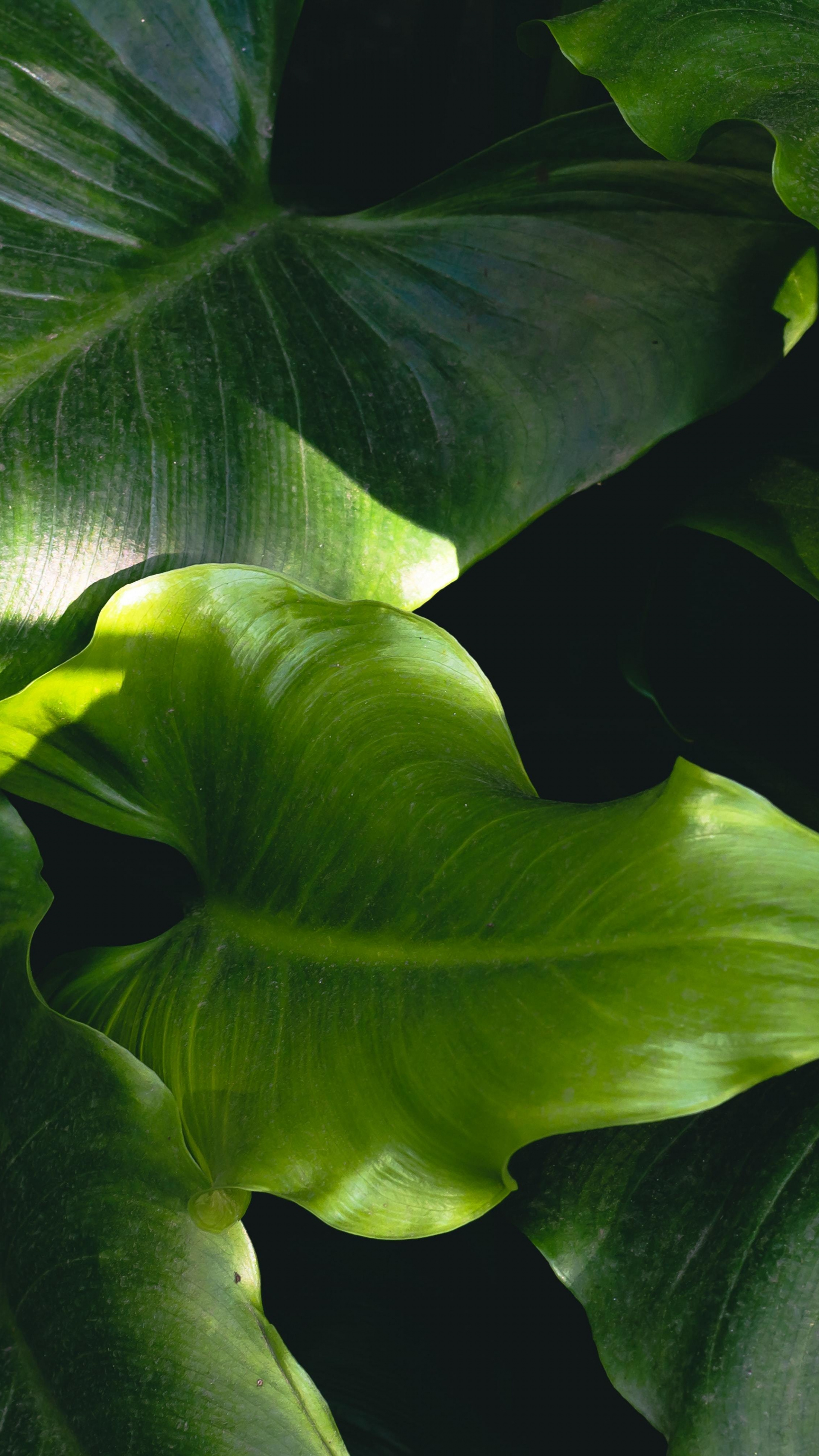 Green Leaf: Xanthosoma roseum, Elephant ear, Native to tropical America jungle plant. 2160x3840 4K Background.
