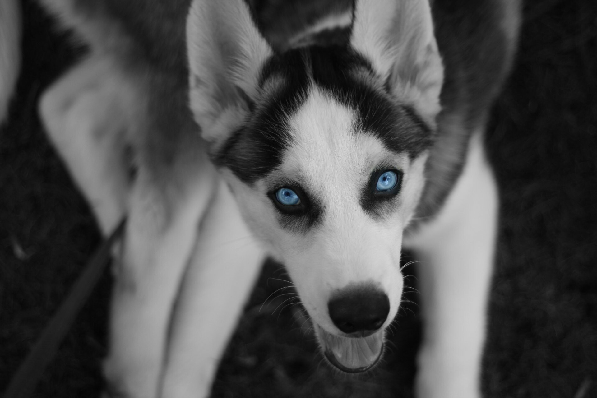 Siberian Husky: Originally, the breed was used as sled dogs in the polar regions. 1920x1280 HD Background.