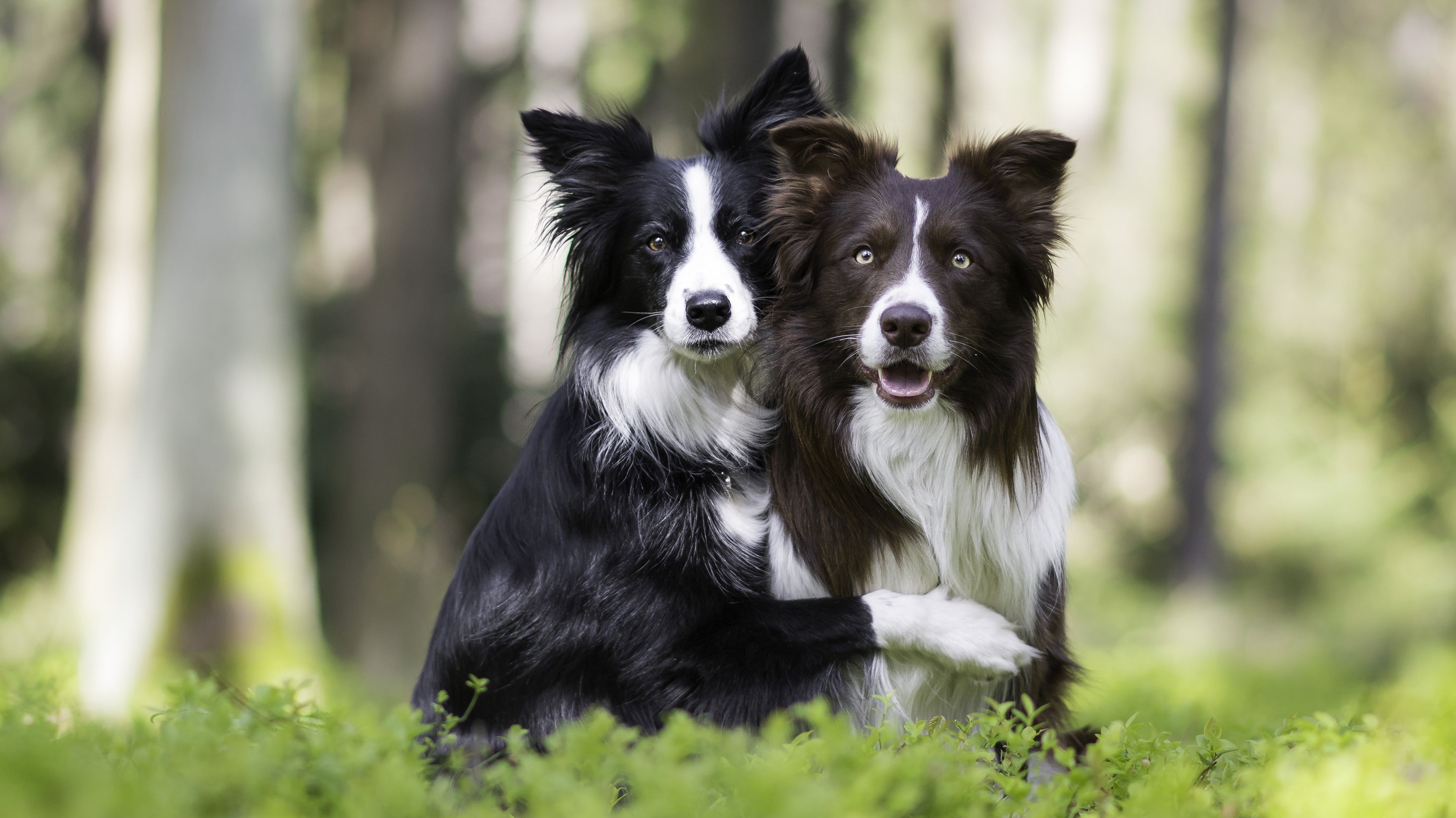 Collie wallpapers, Canine beauty, Border Collie charm, Stunning HD visuals, 3840x2160 4K Desktop