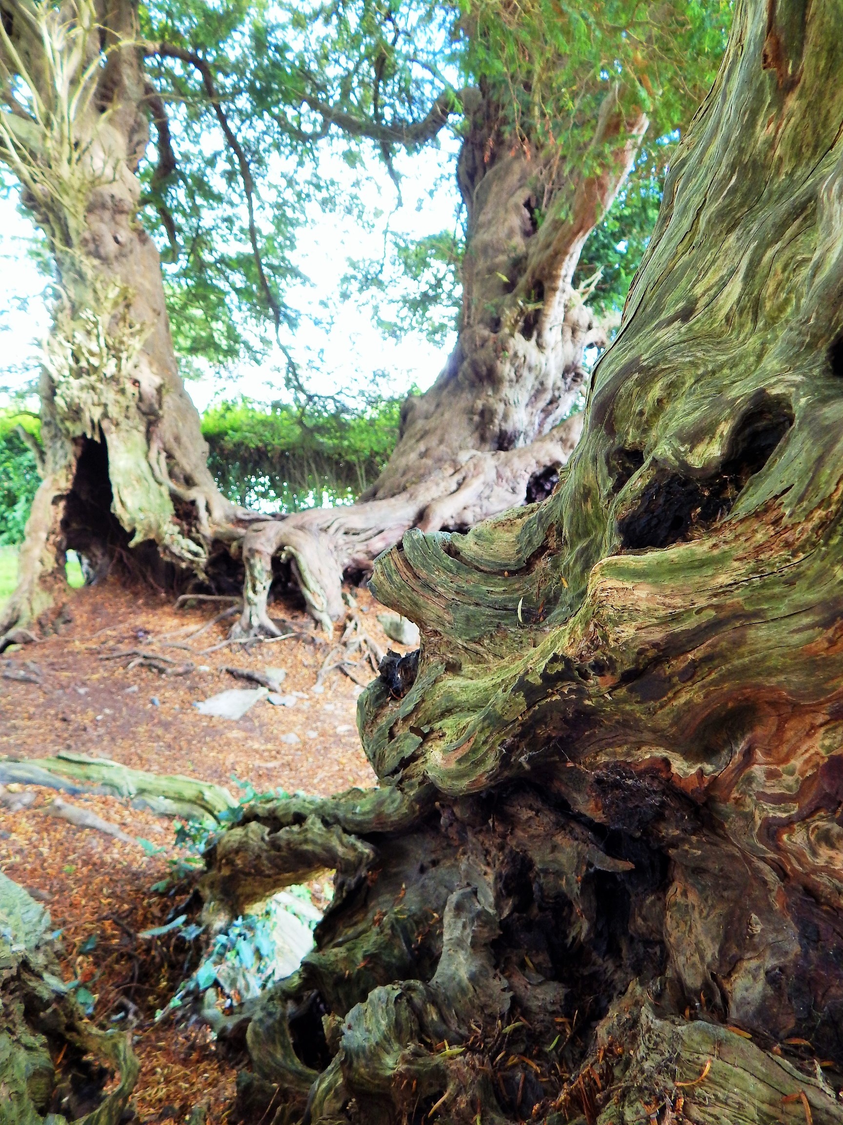 Wales ancient yew trees, Nikki Logan, 1730x2310 HD Handy