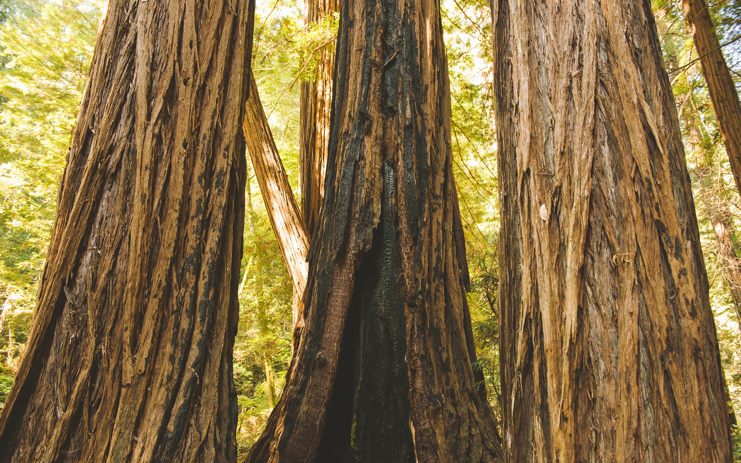 Yosemite forest, Redwood tree trunk, Nature's textures, Landscape marvel, 2560x1600 HD Desktop