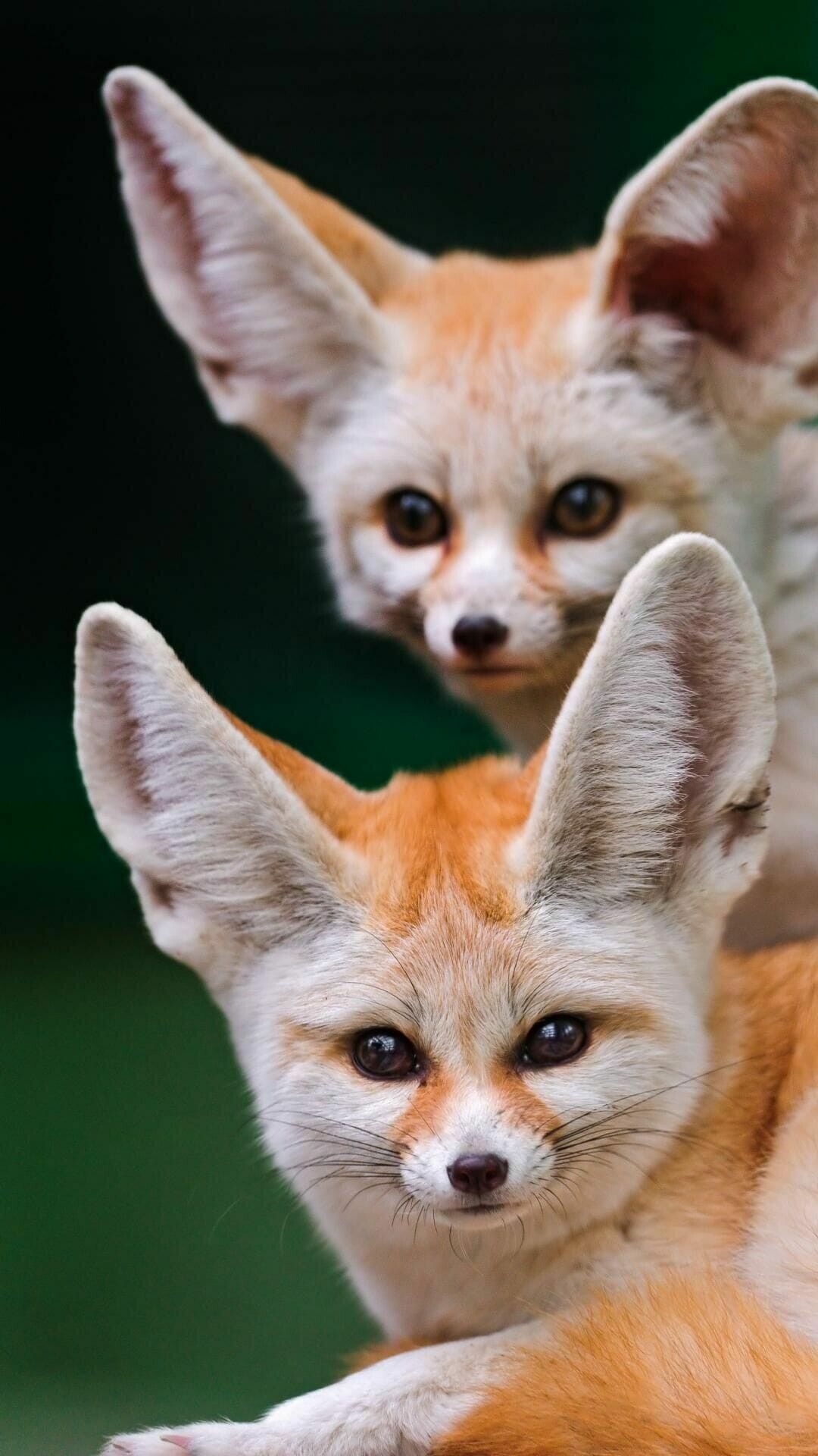 Fox: Fennecs, Highly social animals, living together in family groups. 1080x1920 Full HD Wallpaper.