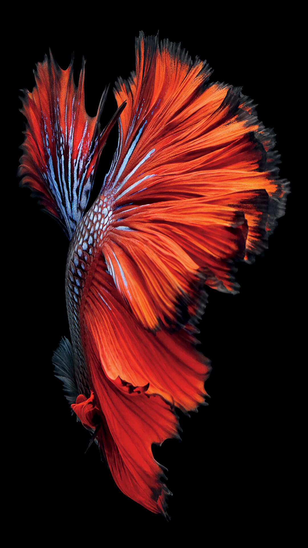 Fish: Betta, Aquatic species, Popular for home aquariums. 1080x1930 HD Wallpaper.