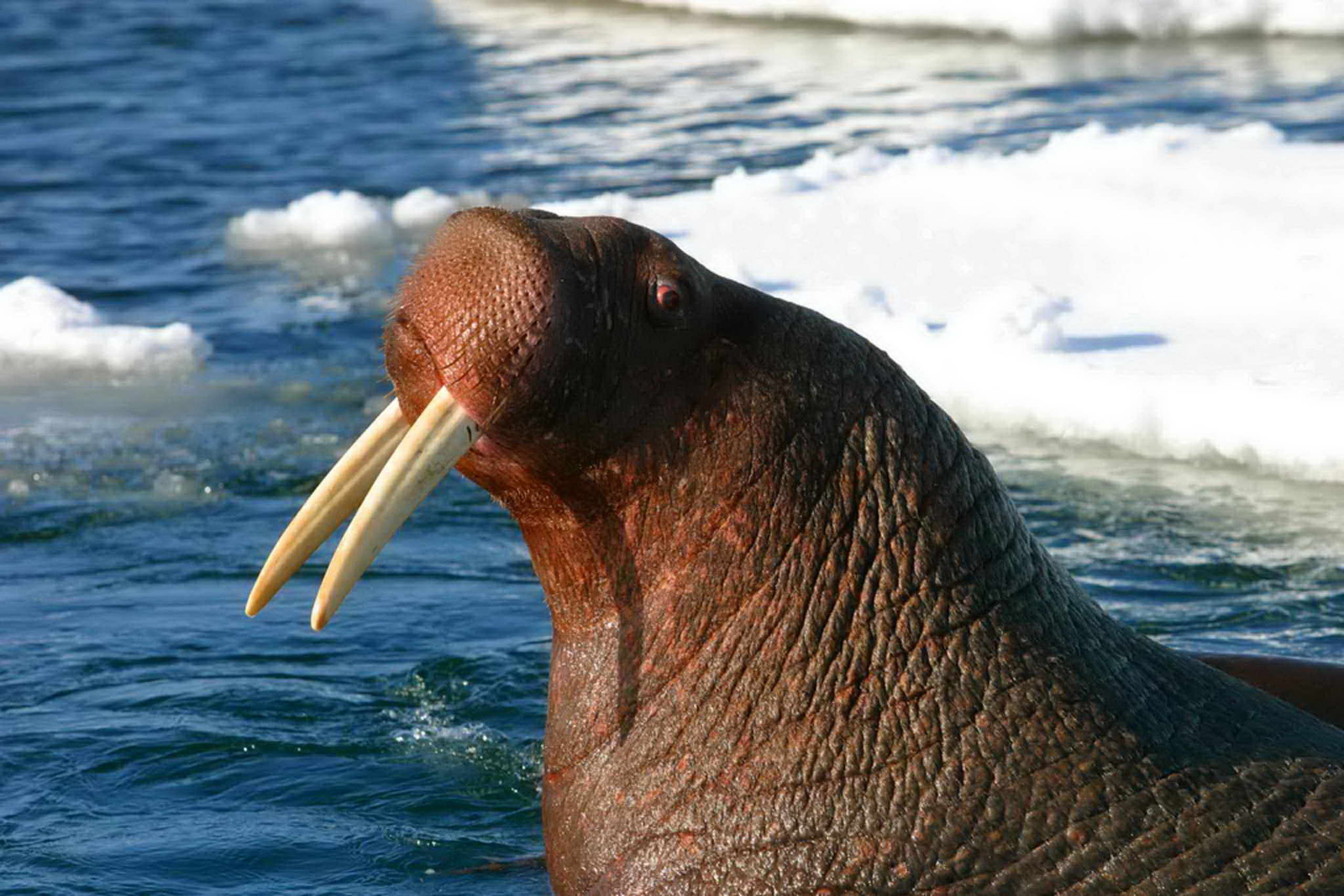 Majestic bull walrus, Frozen wilderness, Arctic beauty, Animal kingdom, 2560x1710 HD Desktop