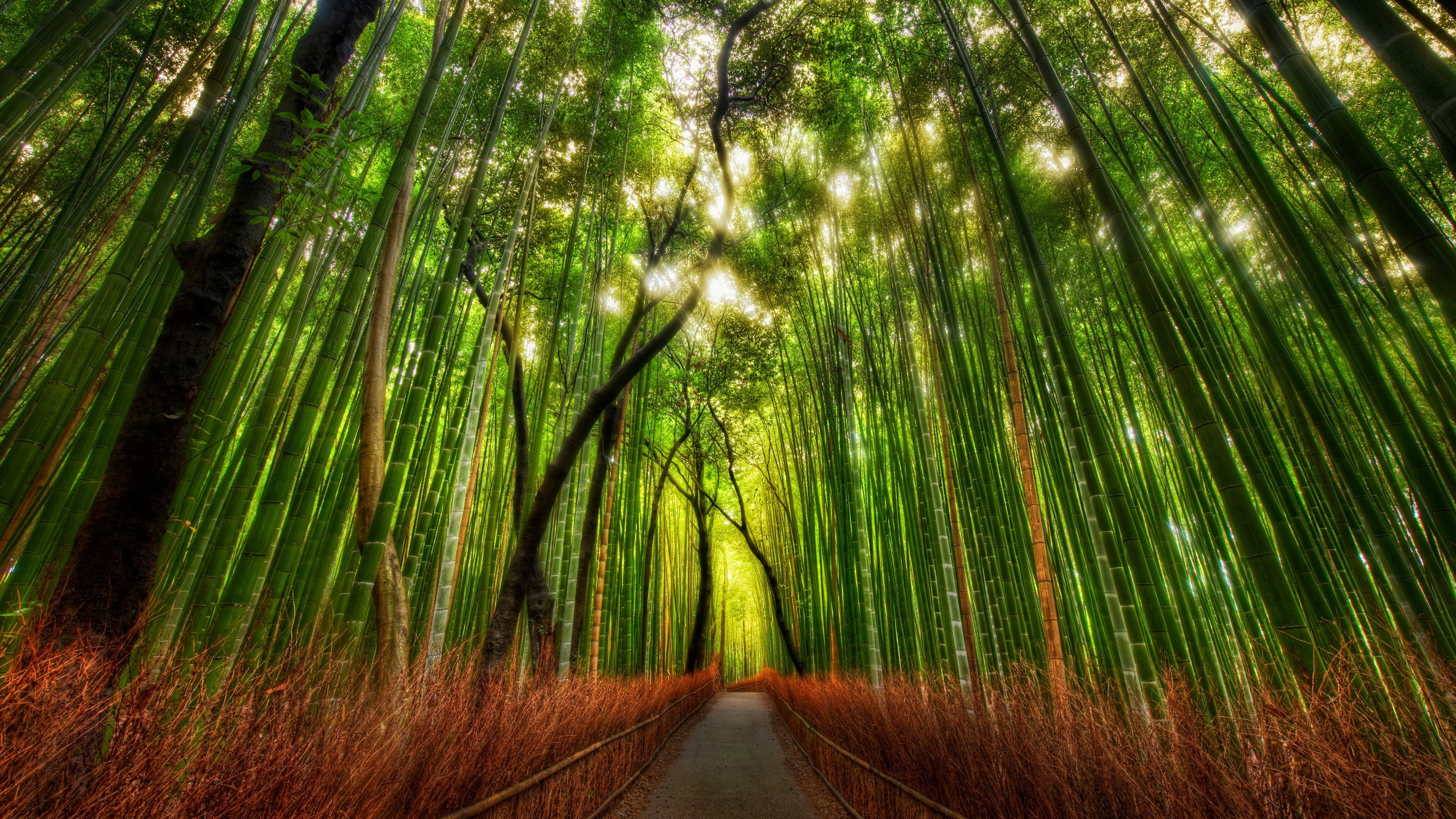 Bamboo forest wallpapers, Nature's wonder, Vibrant plants, Desktop backgrounds, 3840x2160 4K Desktop