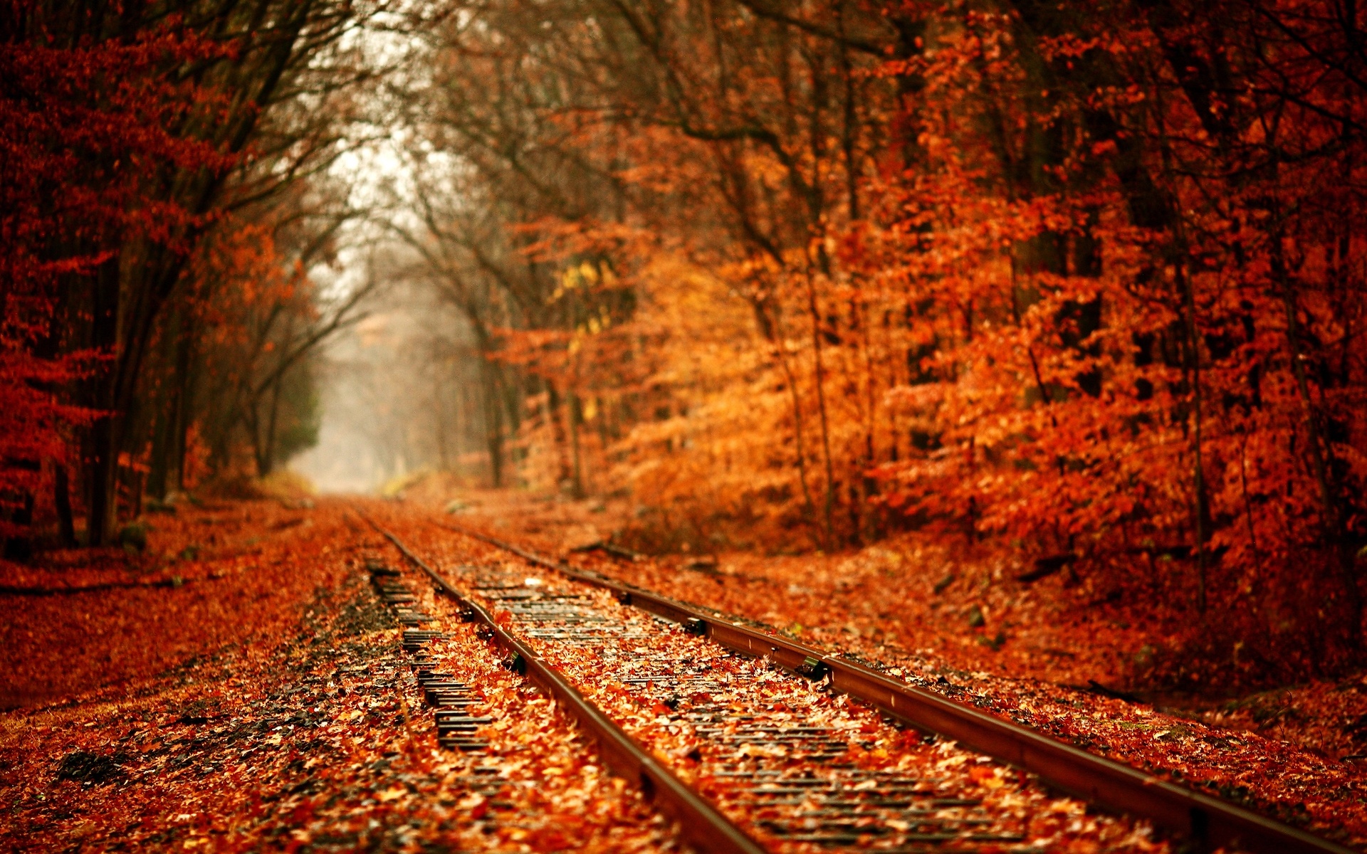 Autumnal landscape, Fall hues, Deciduous tranquility, Harvest visuals, October warmth, 1920x1200 HD Desktop