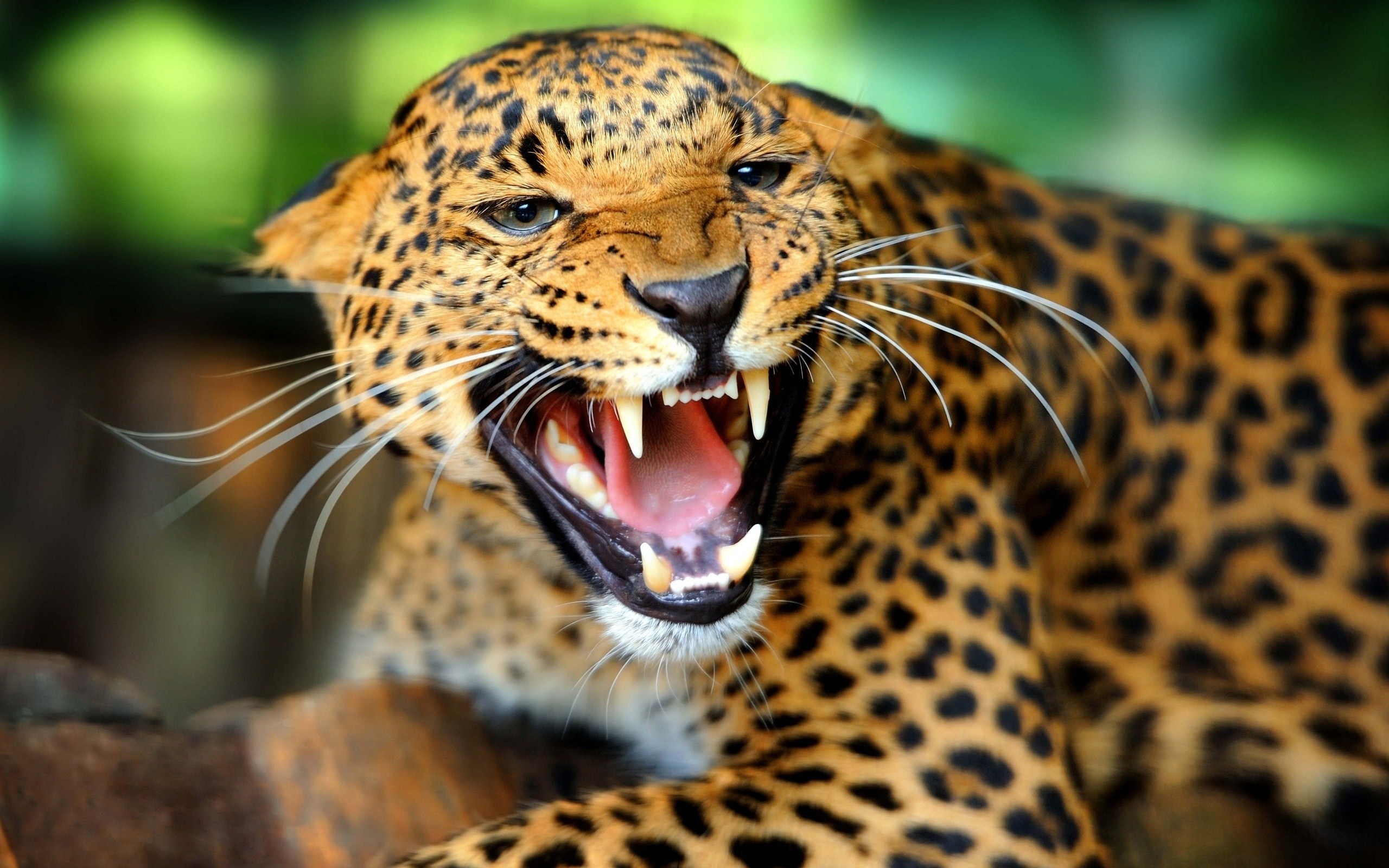 Jungle Animal, Wild animal wallpaper, Untamed creatures, Animal kingdom beauty, 2560x1600 HD Desktop