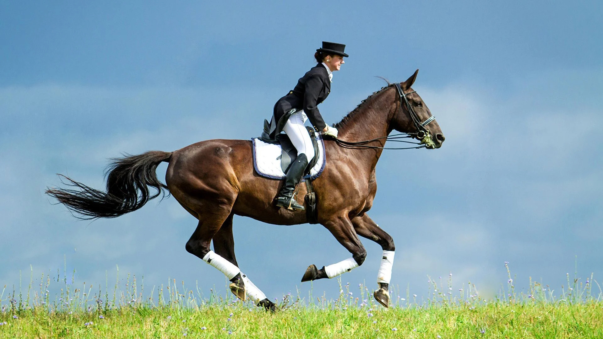 Dressage: A horse at the canter, Upper level, Equestrian sports. 1920x1080 Full HD Background.