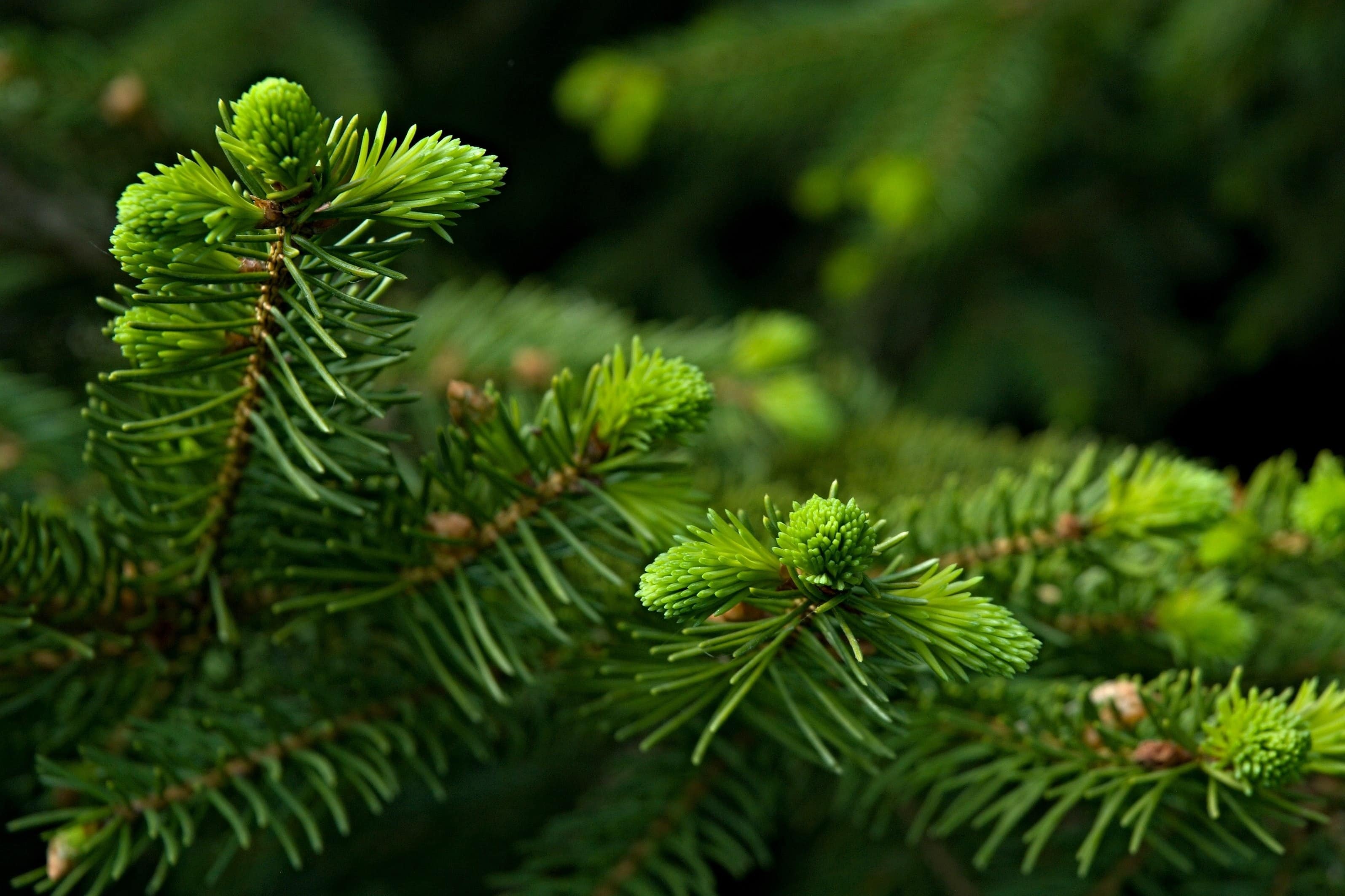 Pine Tree, Evergreen branch, Winter, 3200x2130 HD Desktop