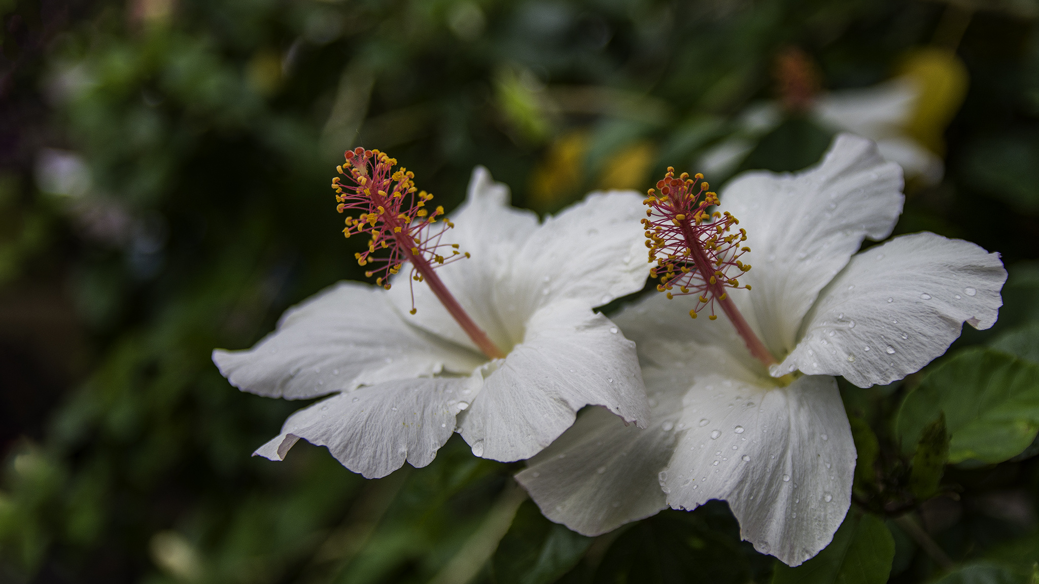 Appreciating Hawaiian flowers, Panda travel, Beautiful blossoms, Vibrant natural beauty, 2050x1160 HD Desktop