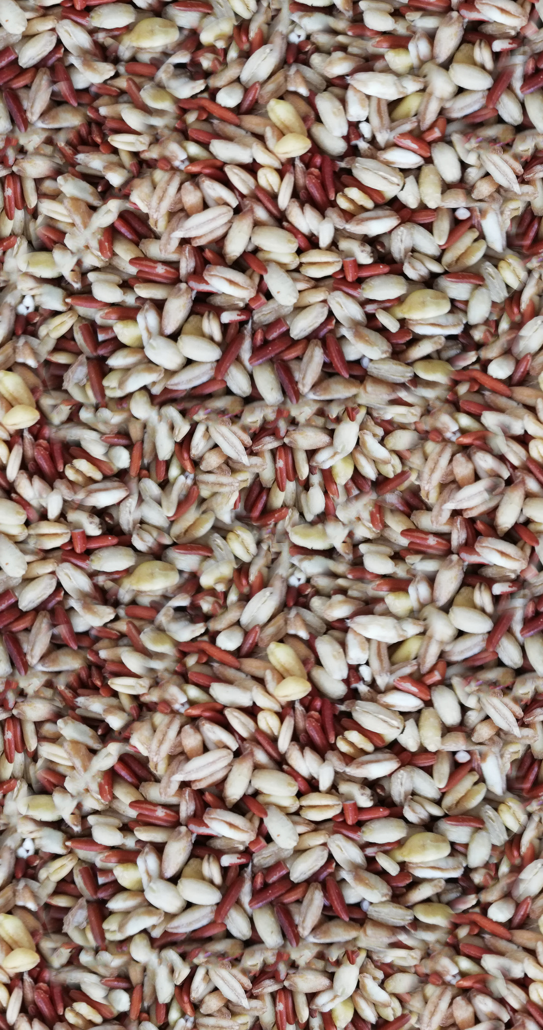 Seeds: Rice, The seed of the grass species Oryza sativa. 1080x2050 HD Background.