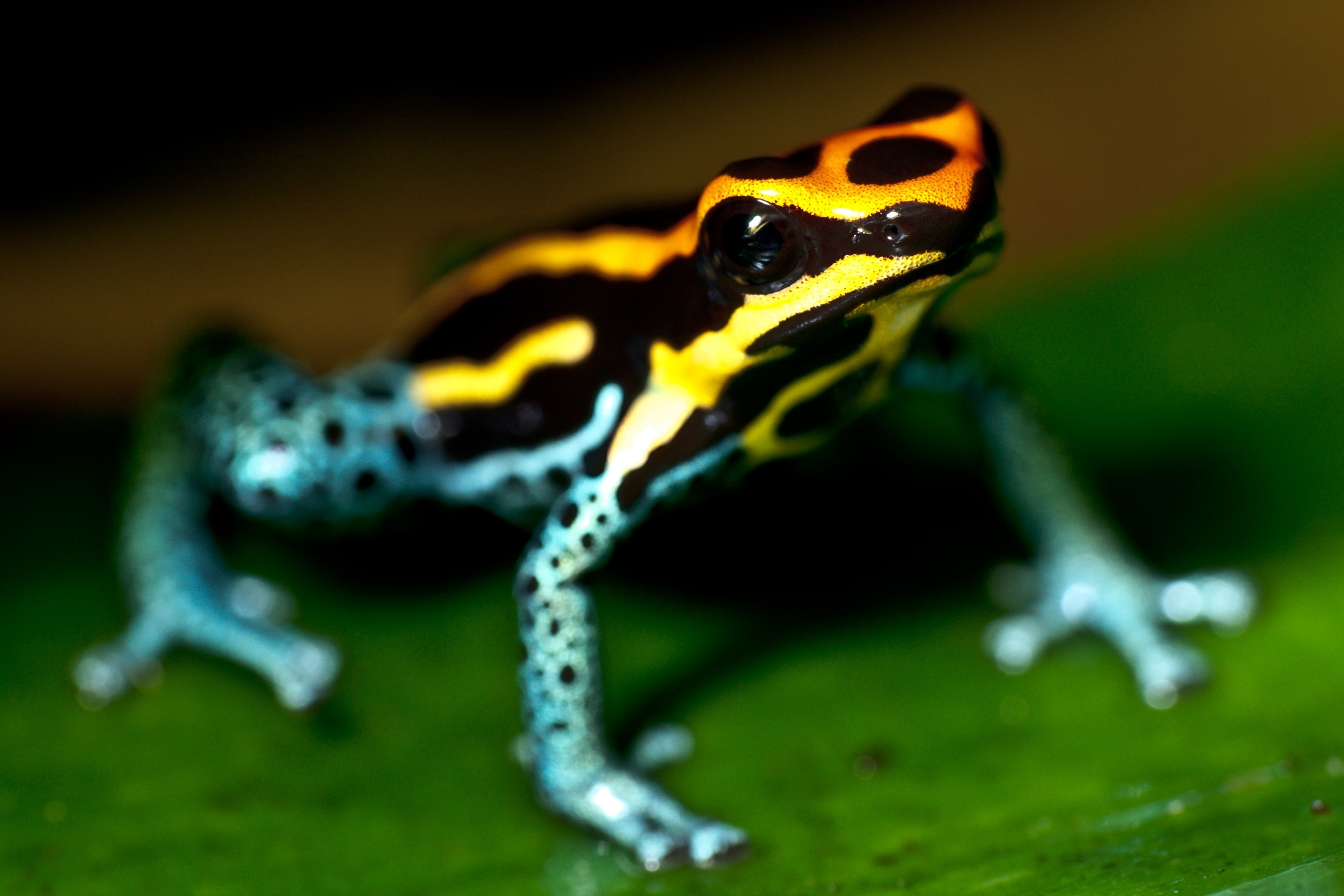 Poison dart frog wallpapers, Colorful amphibian, Wallpaper collection, Animal photography, 3160x2110 HD Desktop